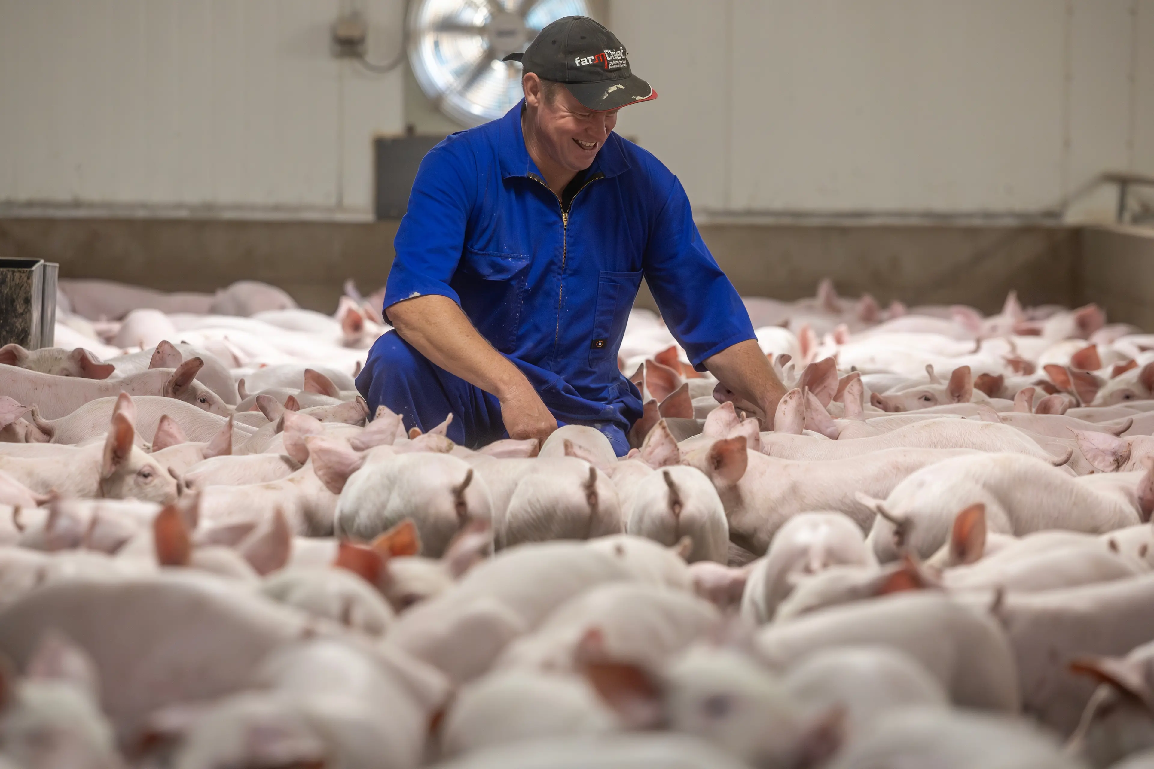 Southern Pork co-owner Jason Palmer only wishes a new 200kw system of 324 solar panels had been put in years ago for the 500 sow finishing farm near Dunsandel. Photo: Supplied