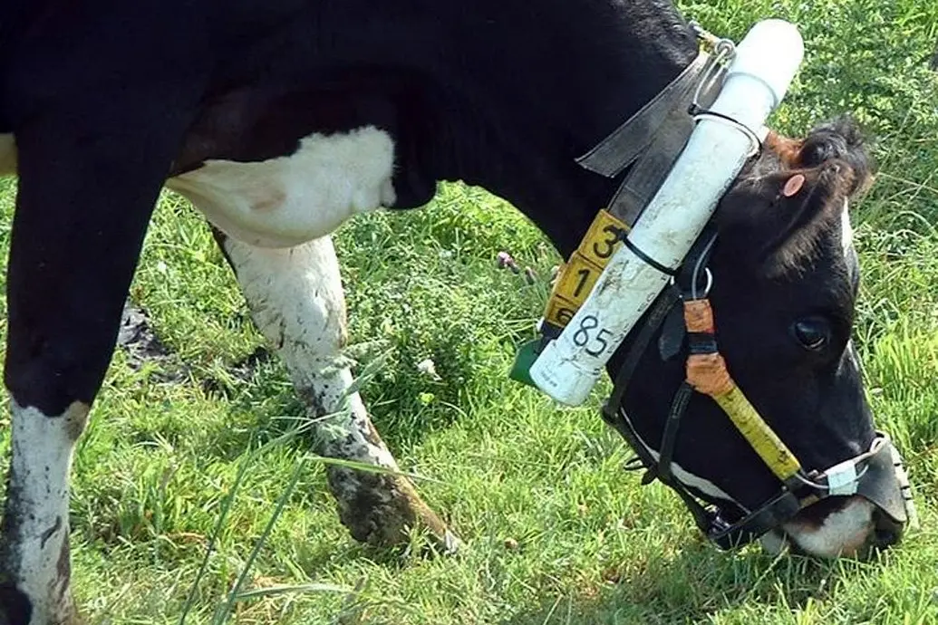 More of this please: research on bovine methane emissions. Photo: ODT Files