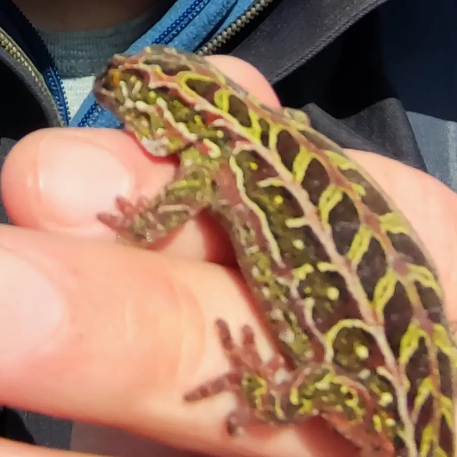 Harlequin geckos under the spotlight on Rakiura