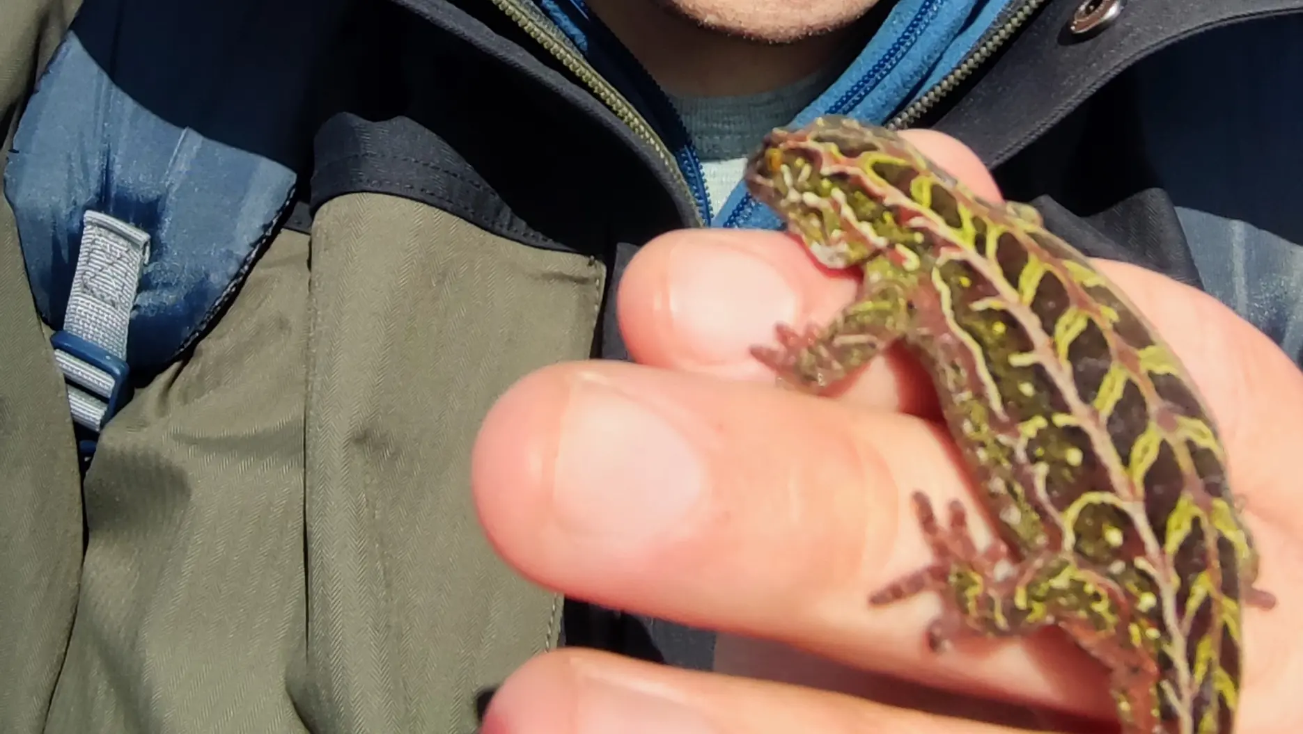 Harlequin geckos under the spotlight on Rakiura