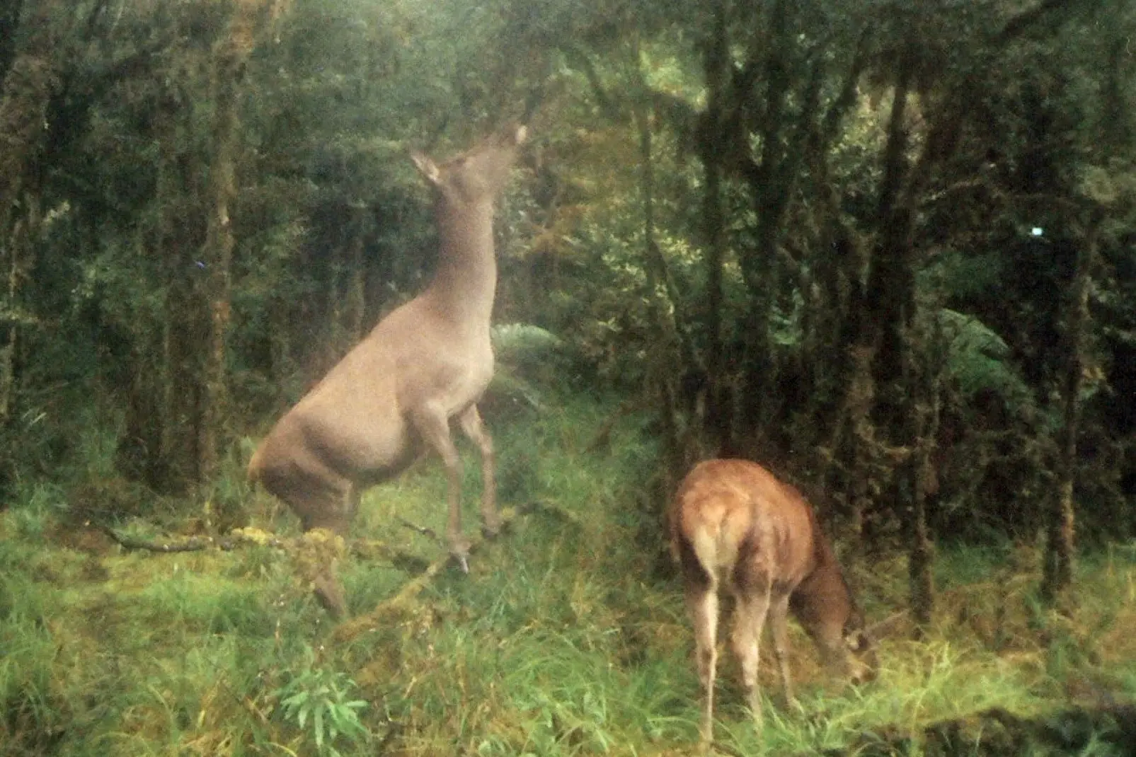 Red deer grazing at Herrick Creek near Wet Jacket Arm, Fiordland.