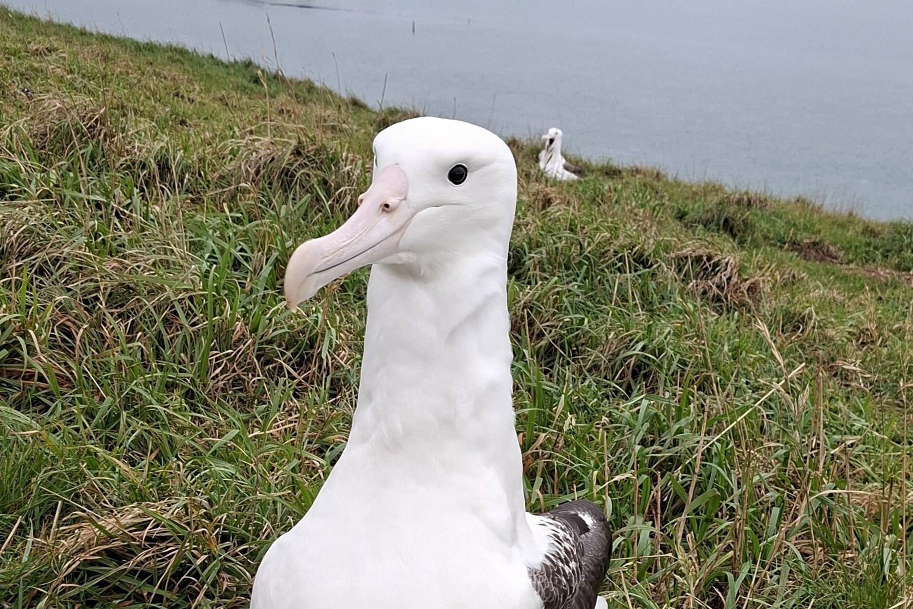 Royal albatross chick reaches flight stage