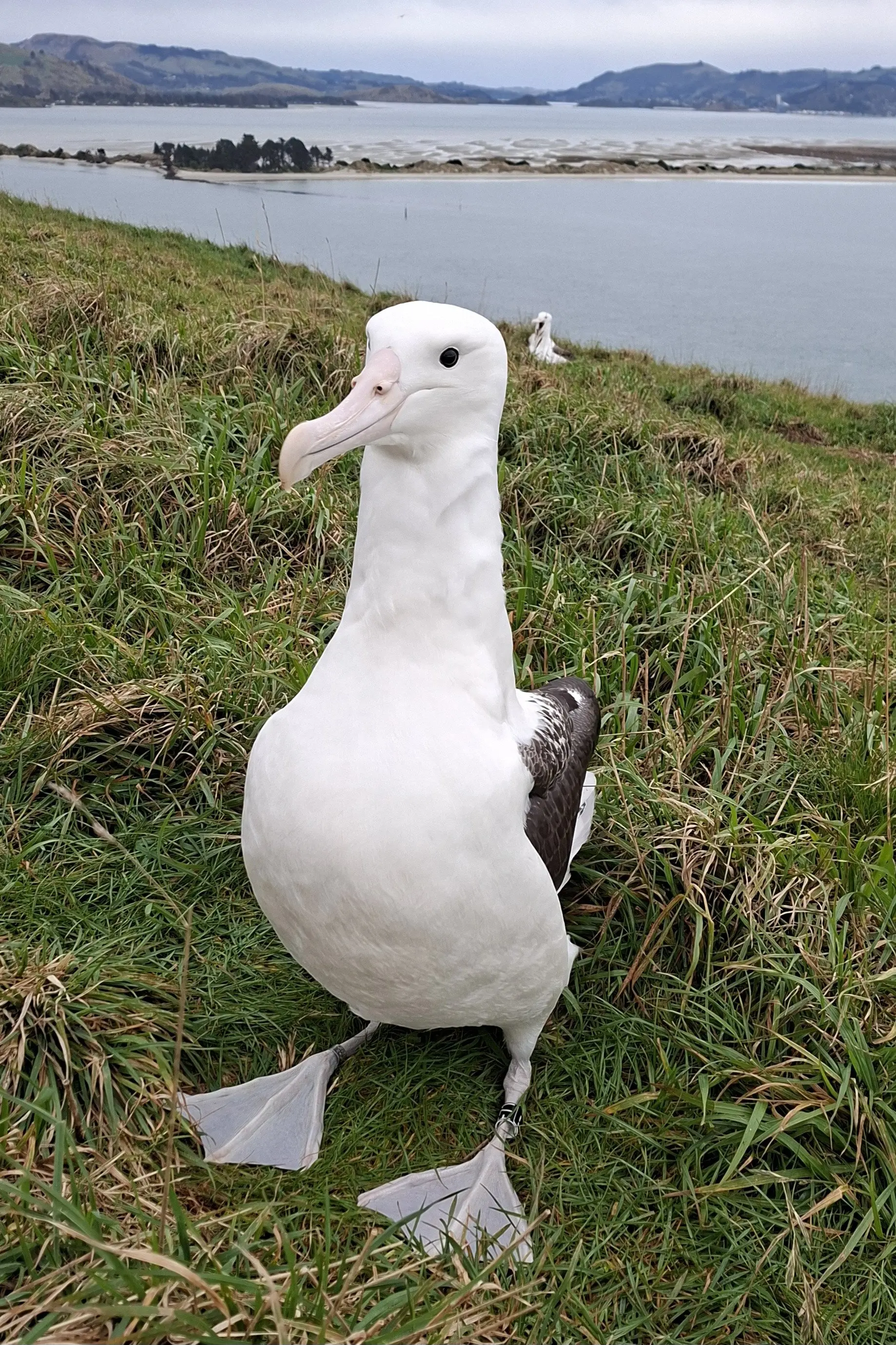 Time to fly for royal albatross
