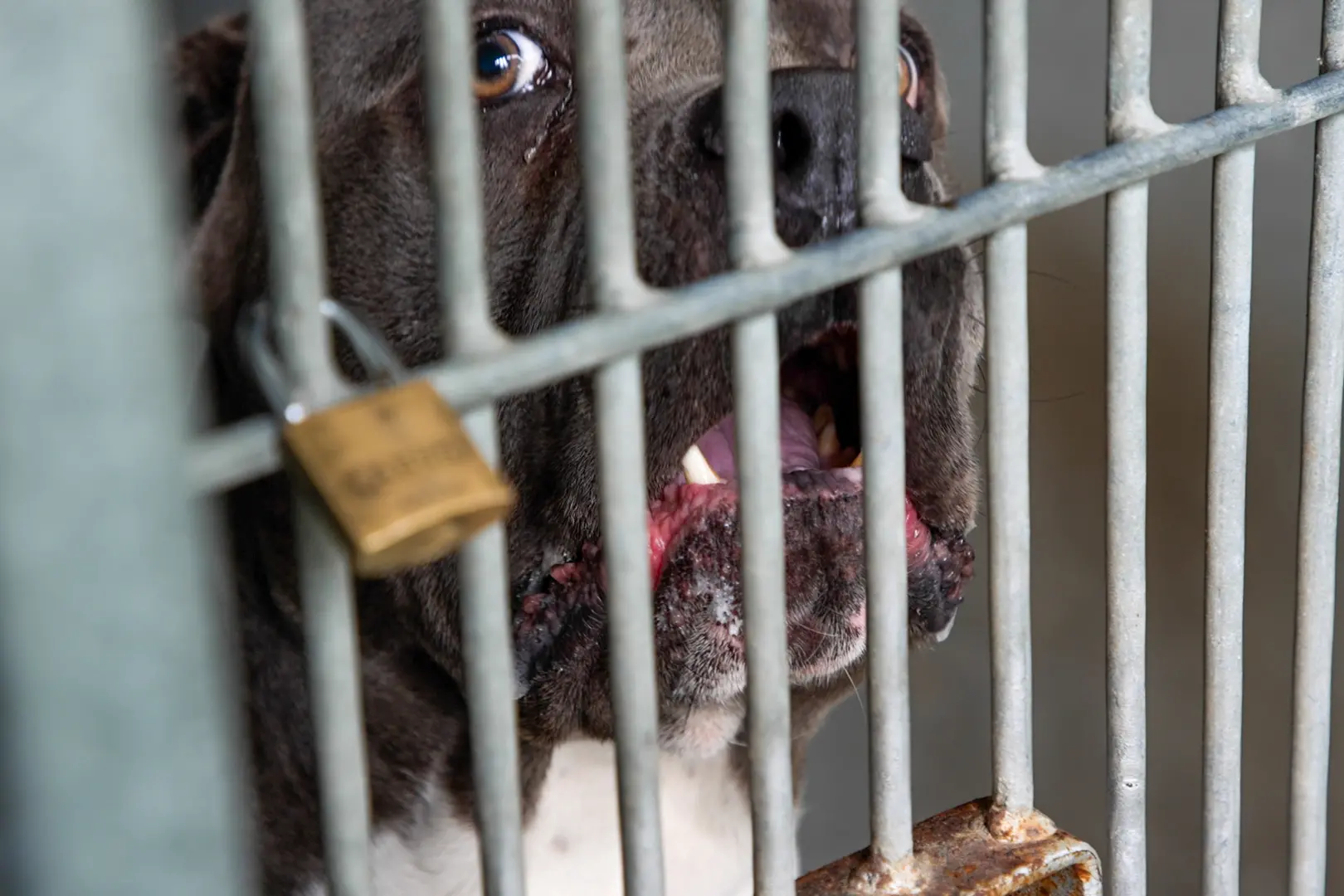 A total of 95 dog attack complaints were recorded by Invercargill City Council over the past year (file photo). Credit: Nick Monro/RNZ.
