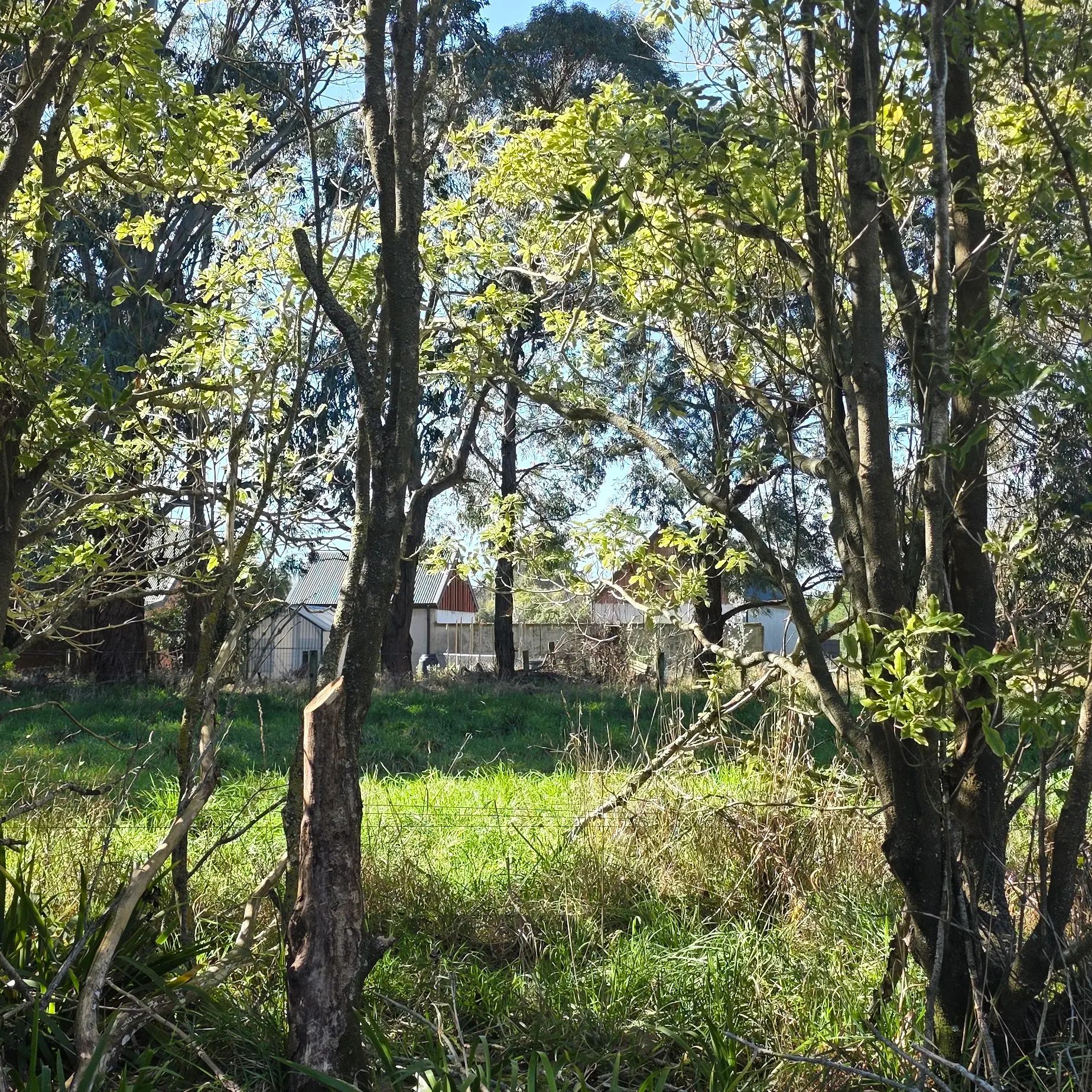 Wolfbrook pushes ahead with plan to build new homes next to domain