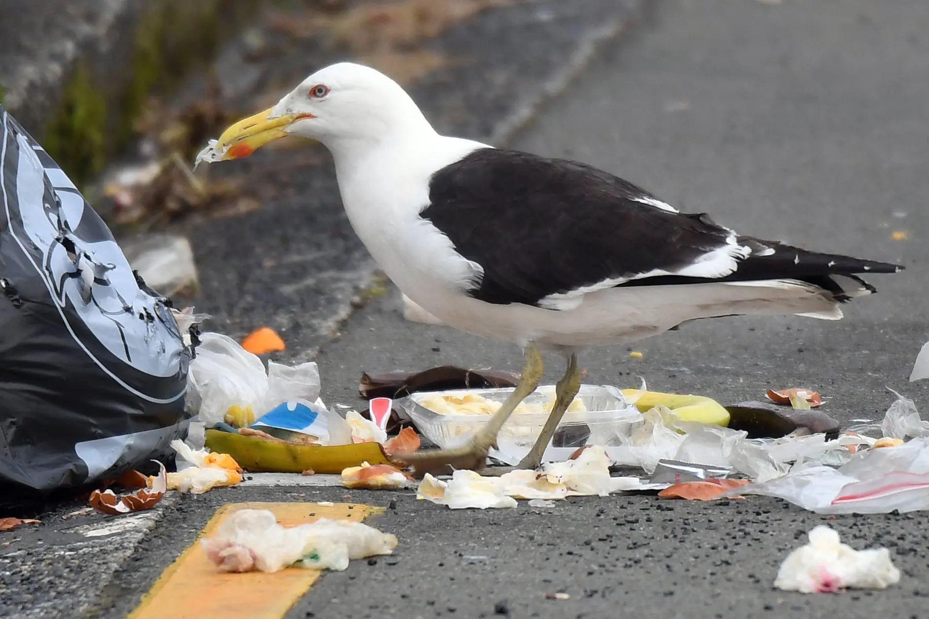 A black-backed gull destroys a rubbish bag in Scotland St, Dunedin, in search of food. Photo: Stephen Jaquiery