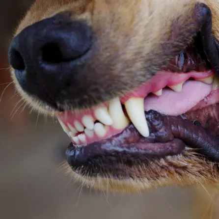 Owner charged with manslaughter after fatal dog attack
