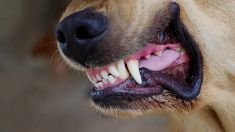 Owner charged with manslaughter after fatal dog attack