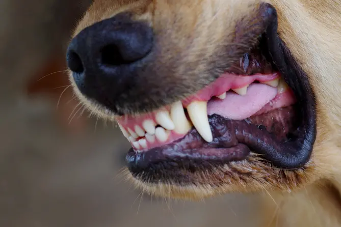 Mihiata Te Rore was the third person to be killed by dogs in Northland in the past four years. Photo: File image