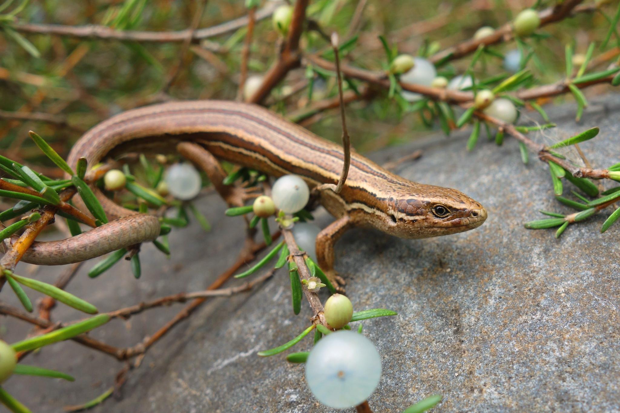 Lizard survival numbers reduced by Santana to ‘unprecedented’ levels