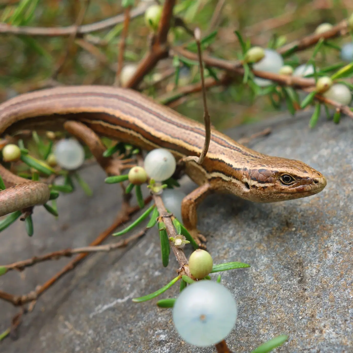 Lizard survival numbers reduced by Santana to ‘unprecedented’ levels