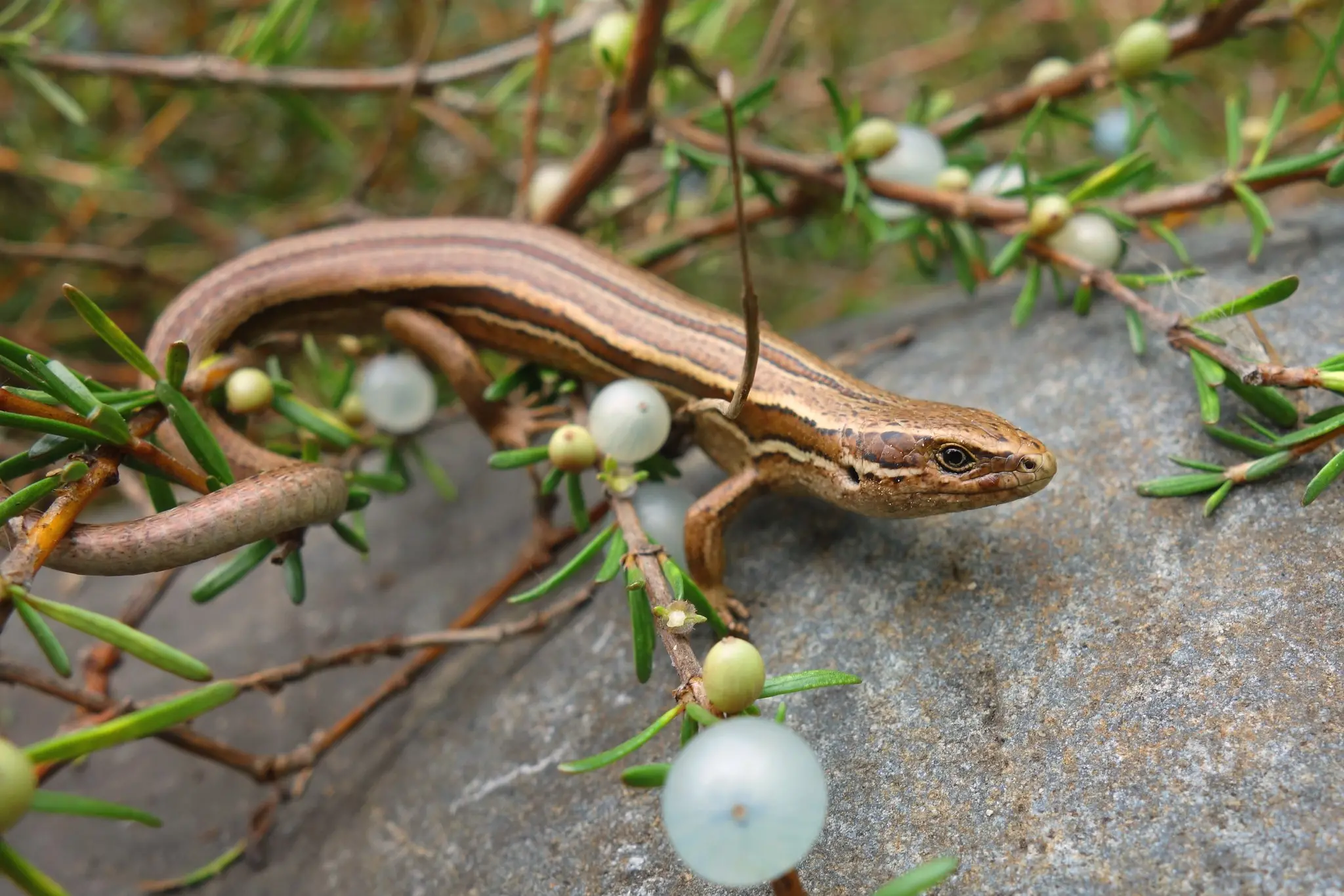 Grass skink. Photo: Carey Knox