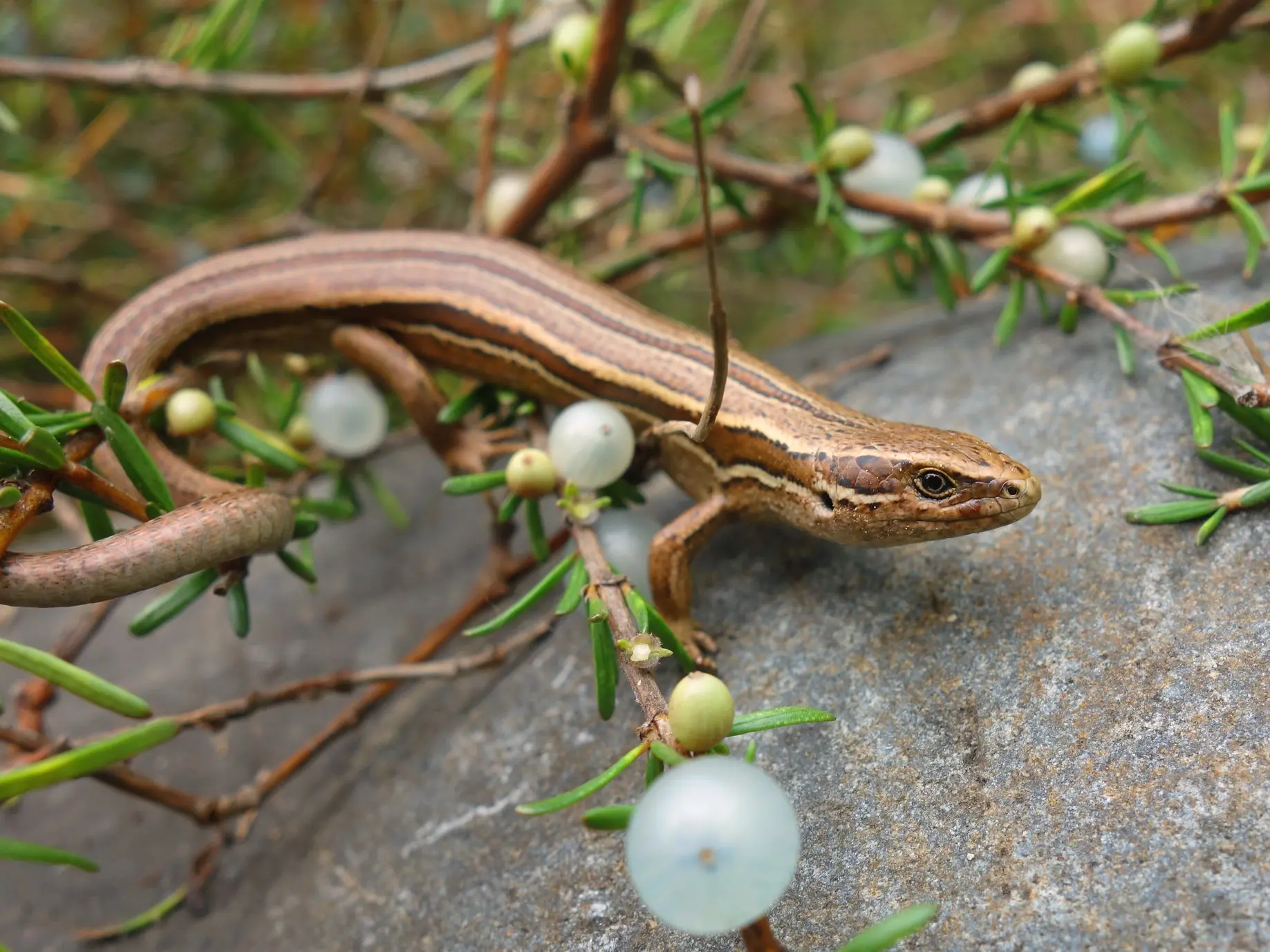 Lizard survival numbers reduced by Santana to ‘unprecedented’ levels