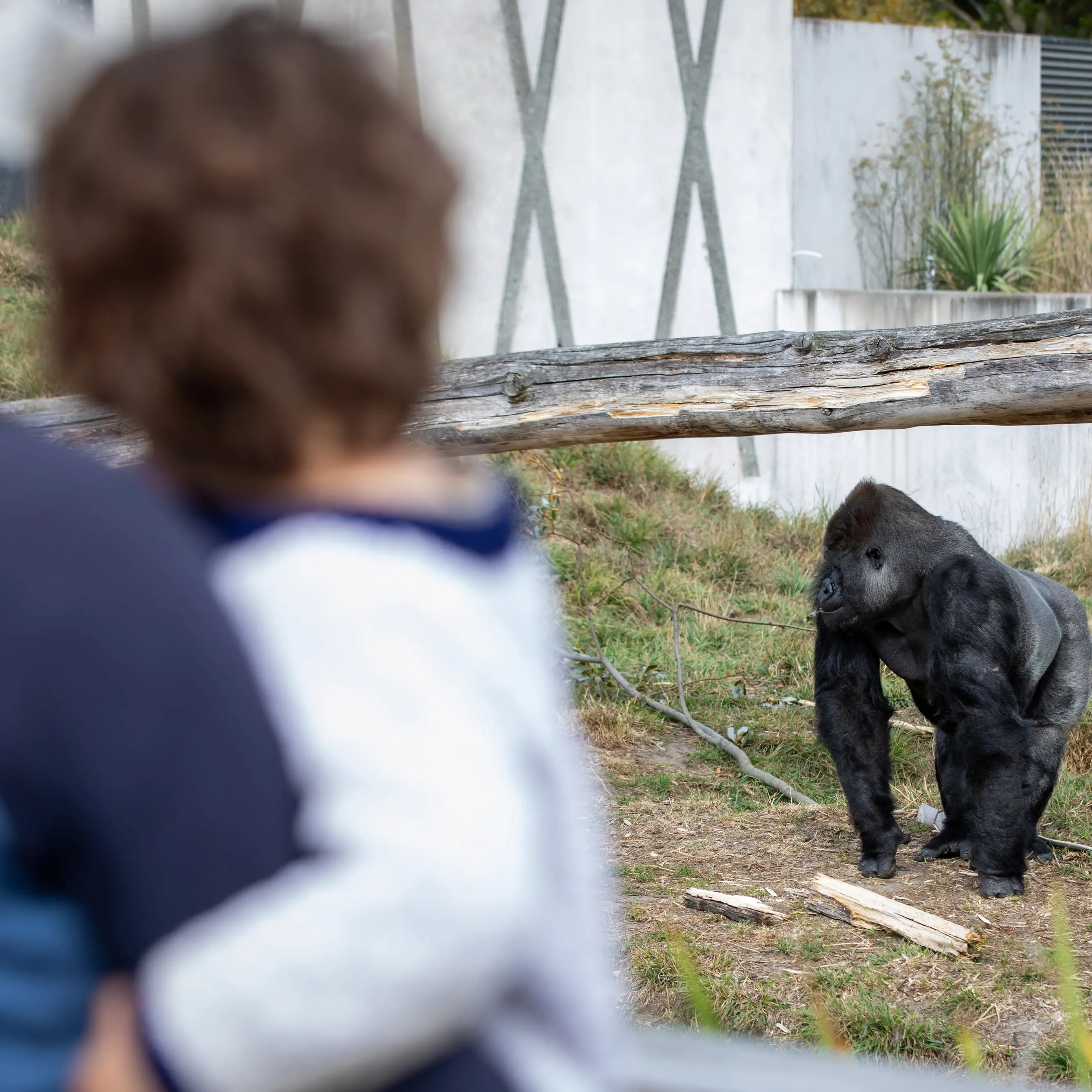 Christchurch zoo announces $4.1m budget hole