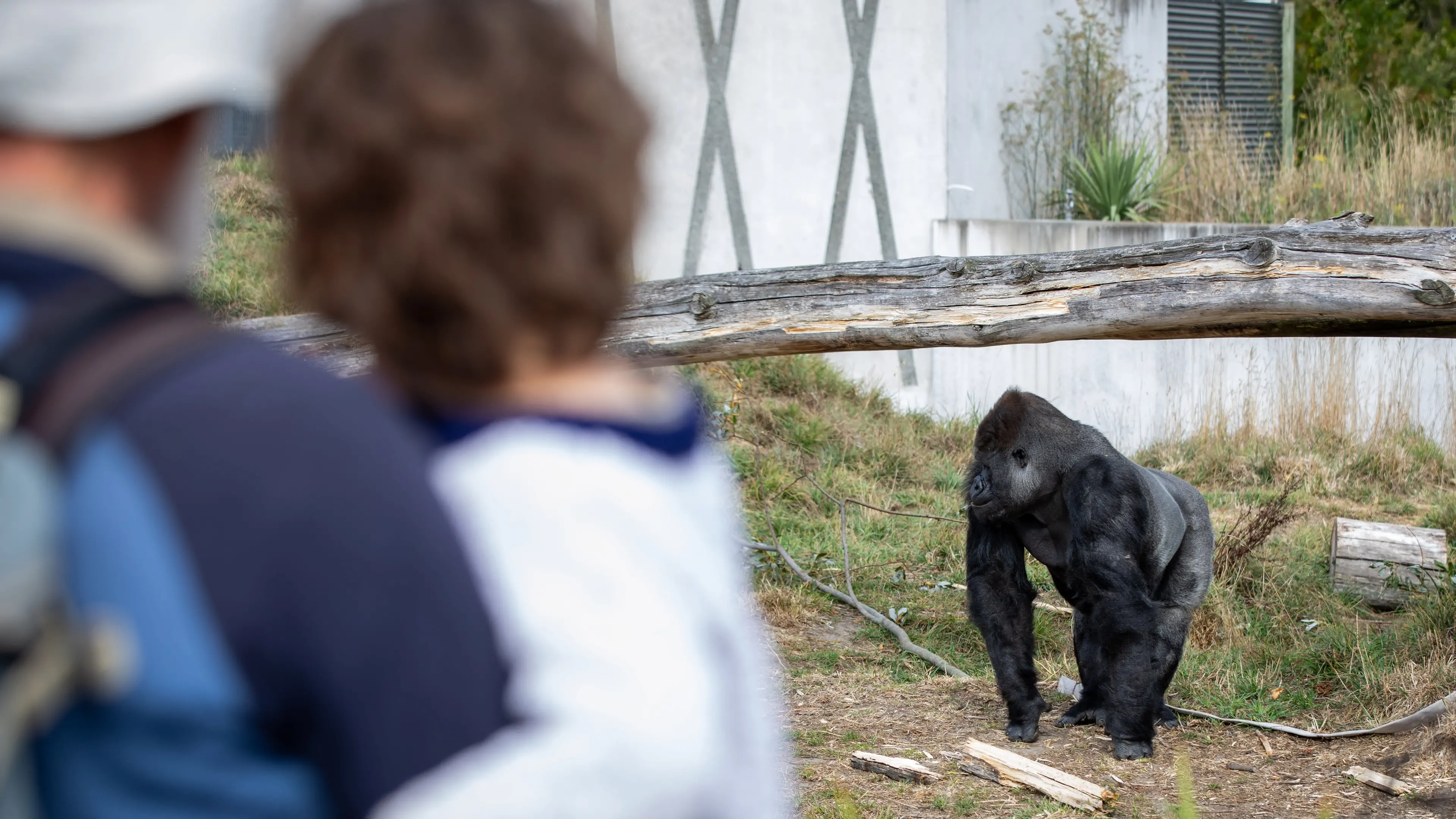 Christchurch zoo announces $4.1m budget hole