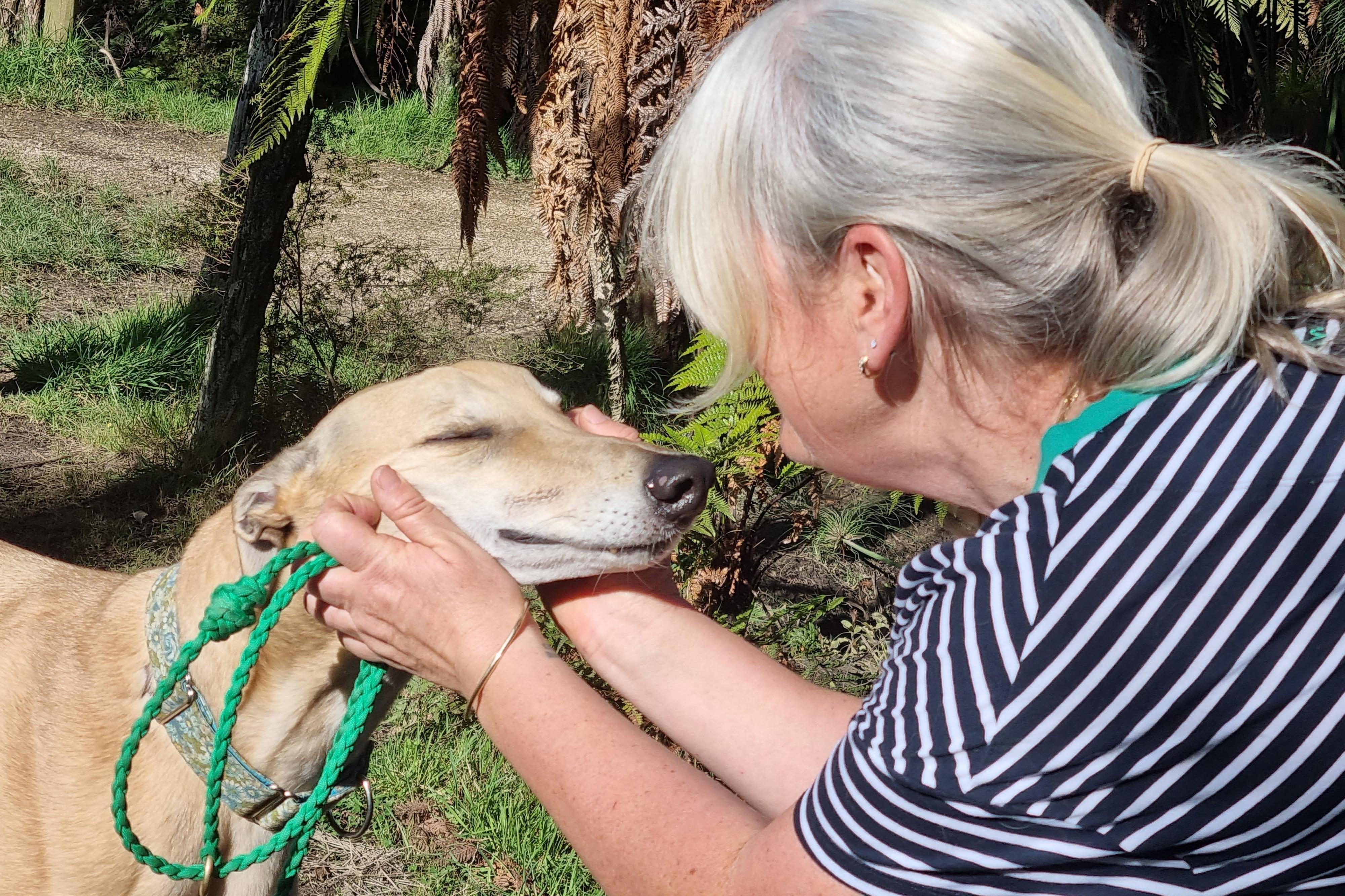 ‘Gorgeous and elegant’ greyhounds in need of foster homes