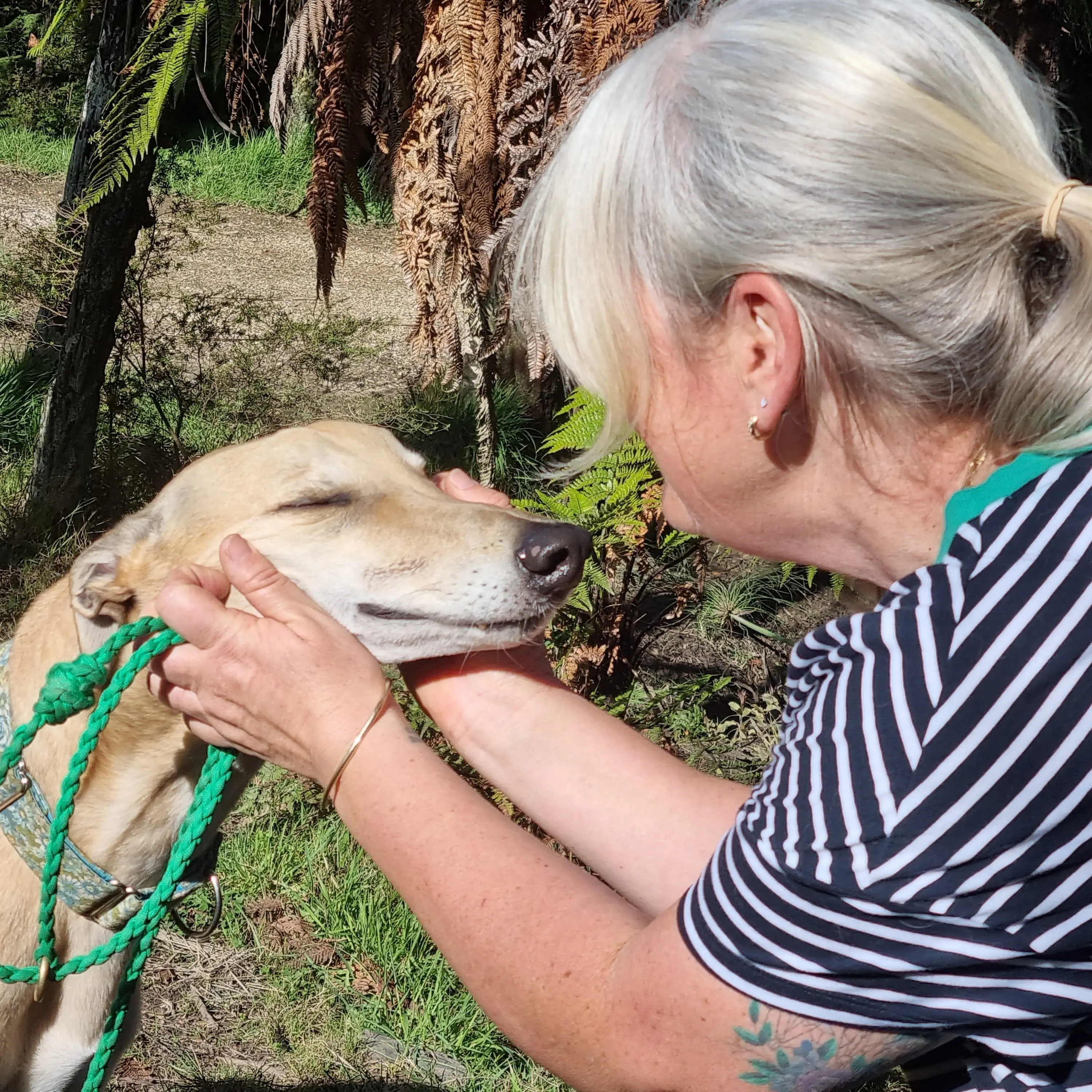 ‘Gorgeous and elegant’ greyhounds in need of foster homes