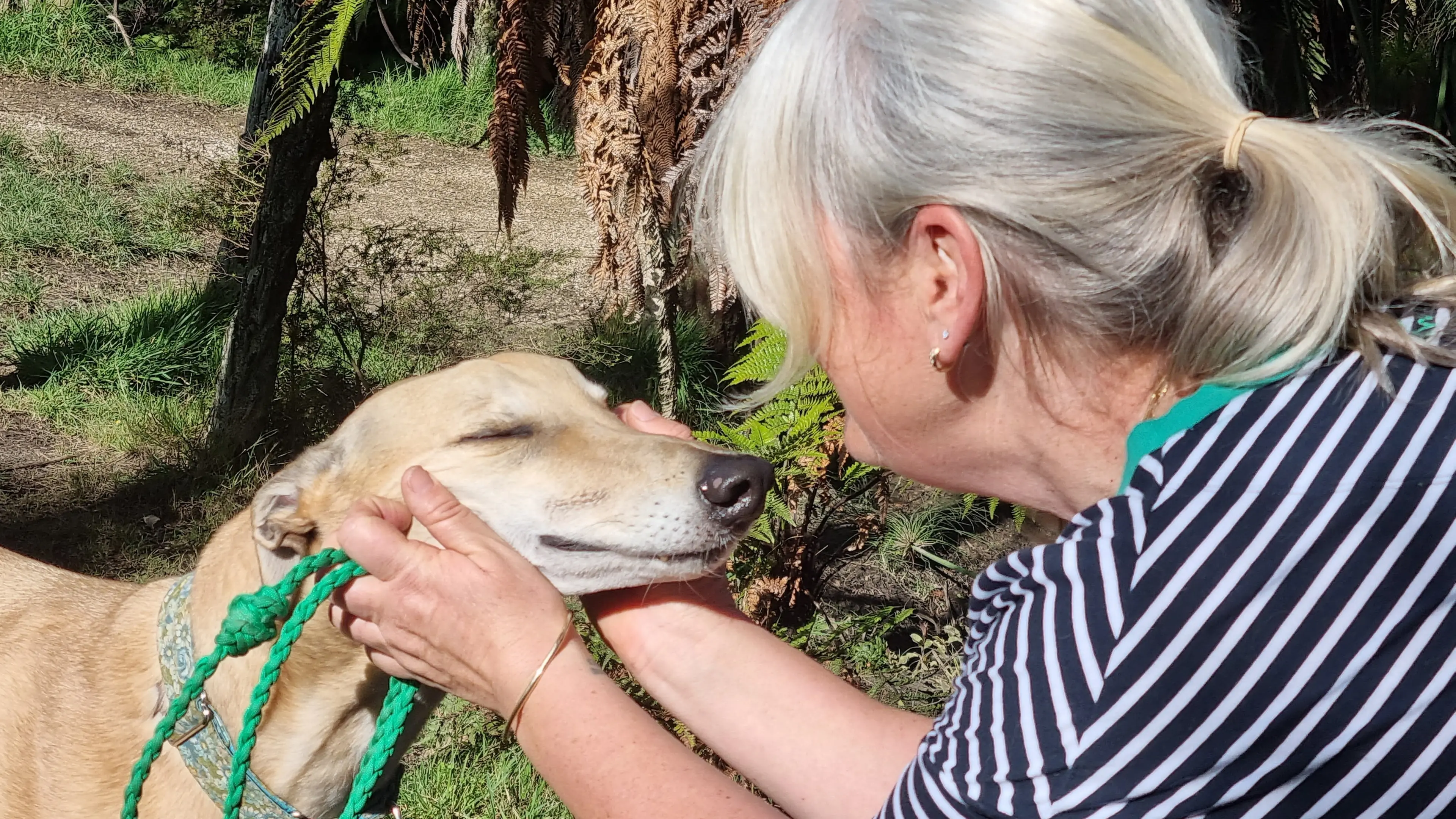 ‘Gorgeous and elegant’ greyhounds in need of foster homes