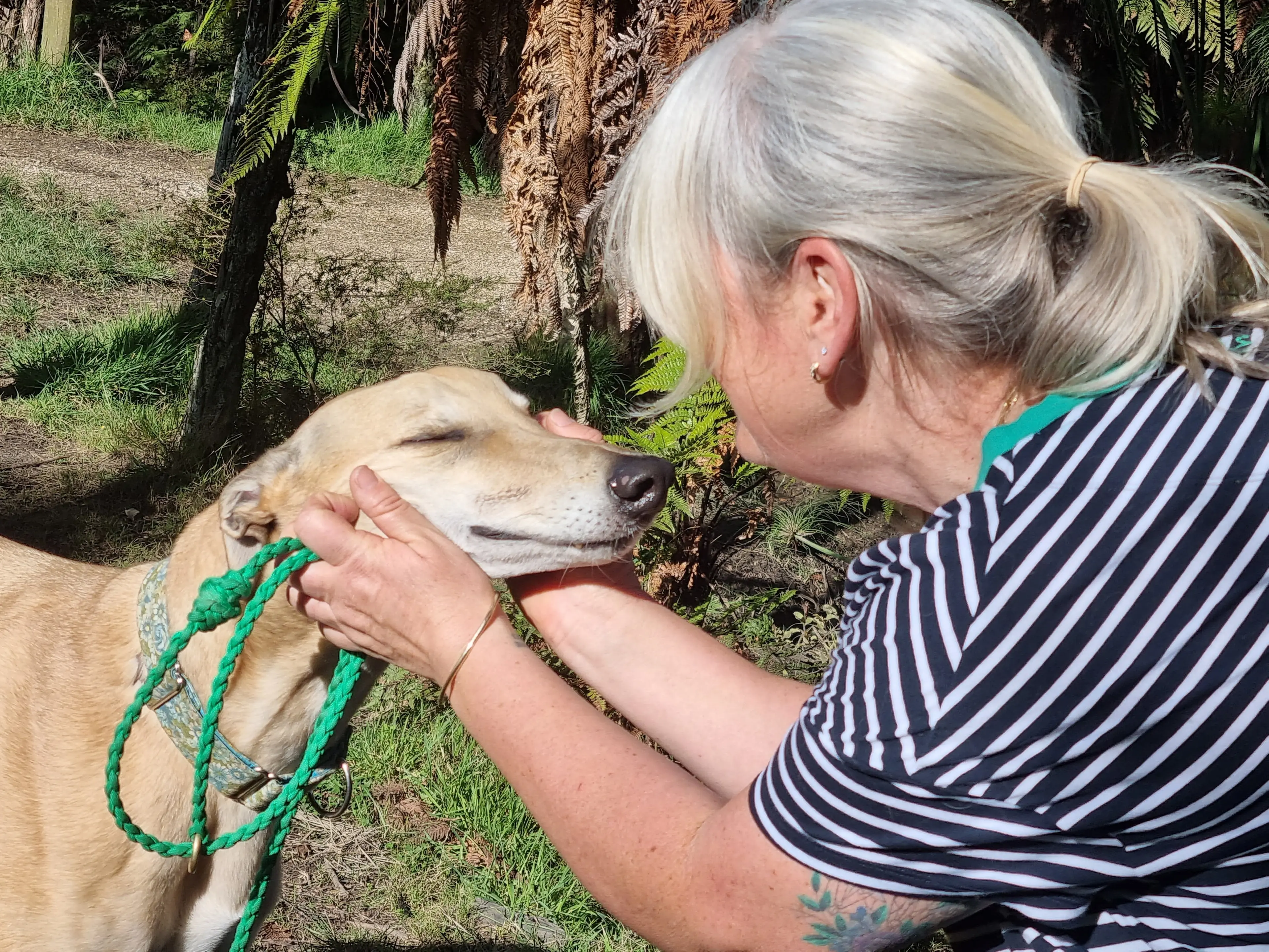 ‘Gorgeous and elegant’ greyhounds in need of foster homes