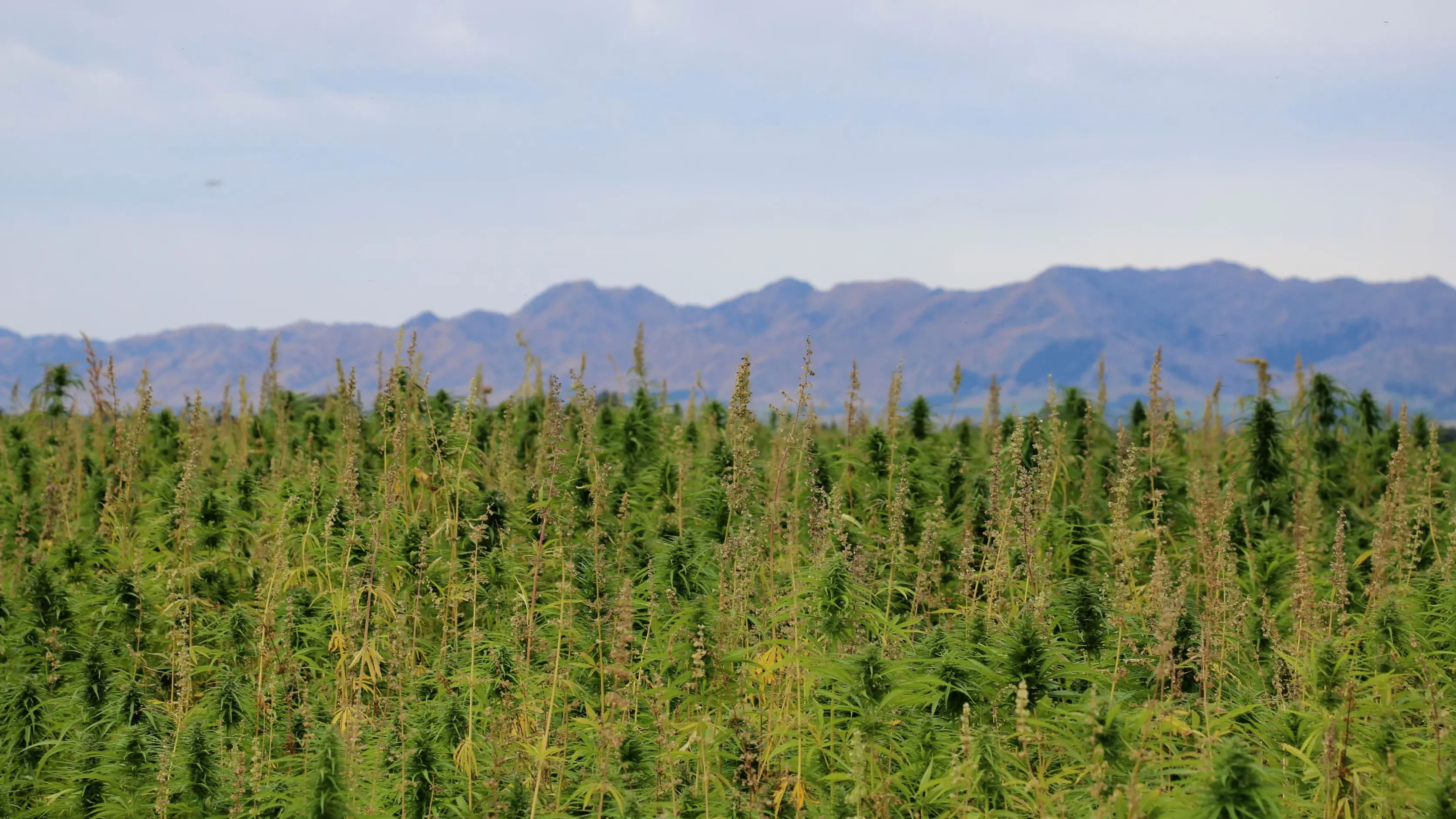Hemp factory expansion plotted in Canterbury