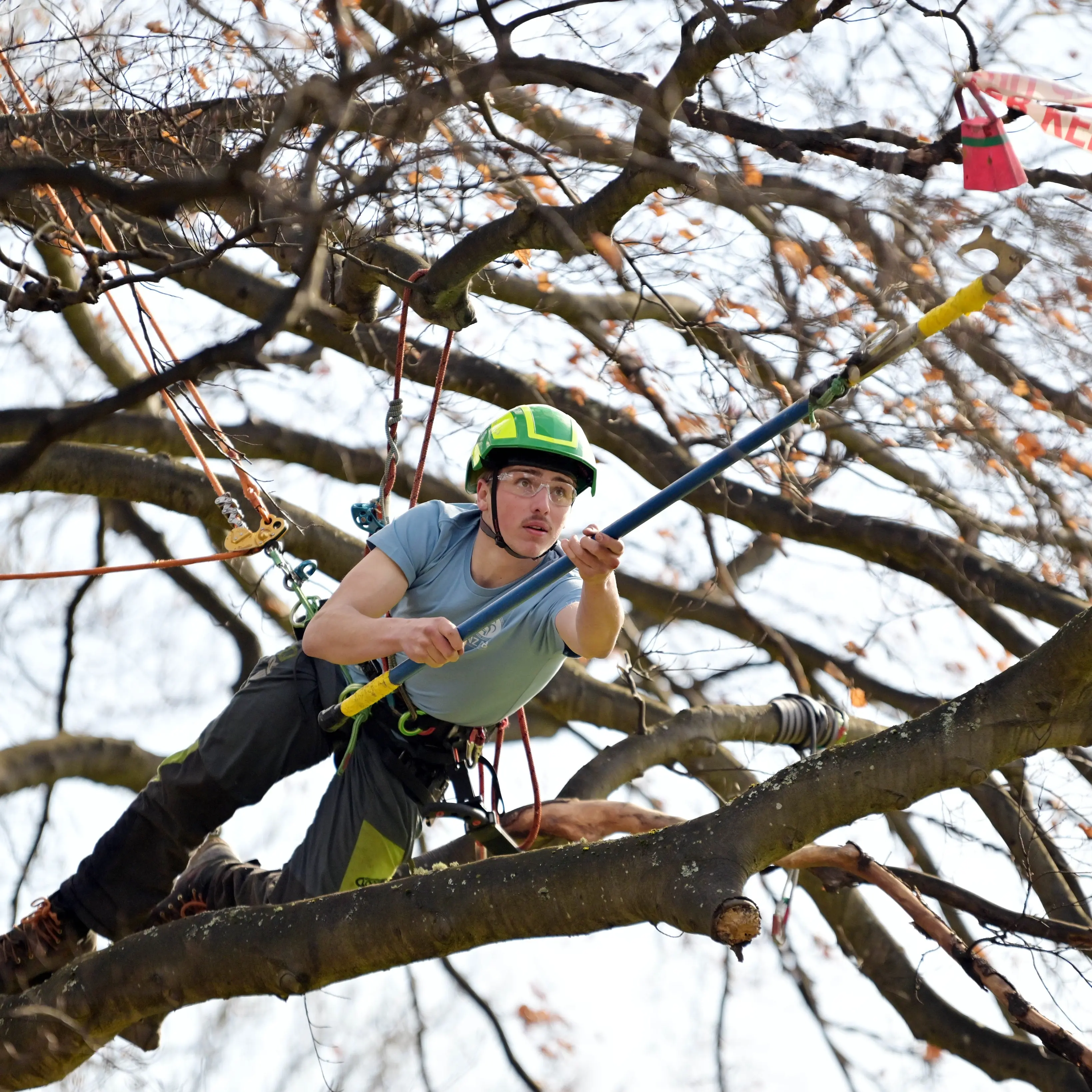 New heights scaled in tree climbing competition