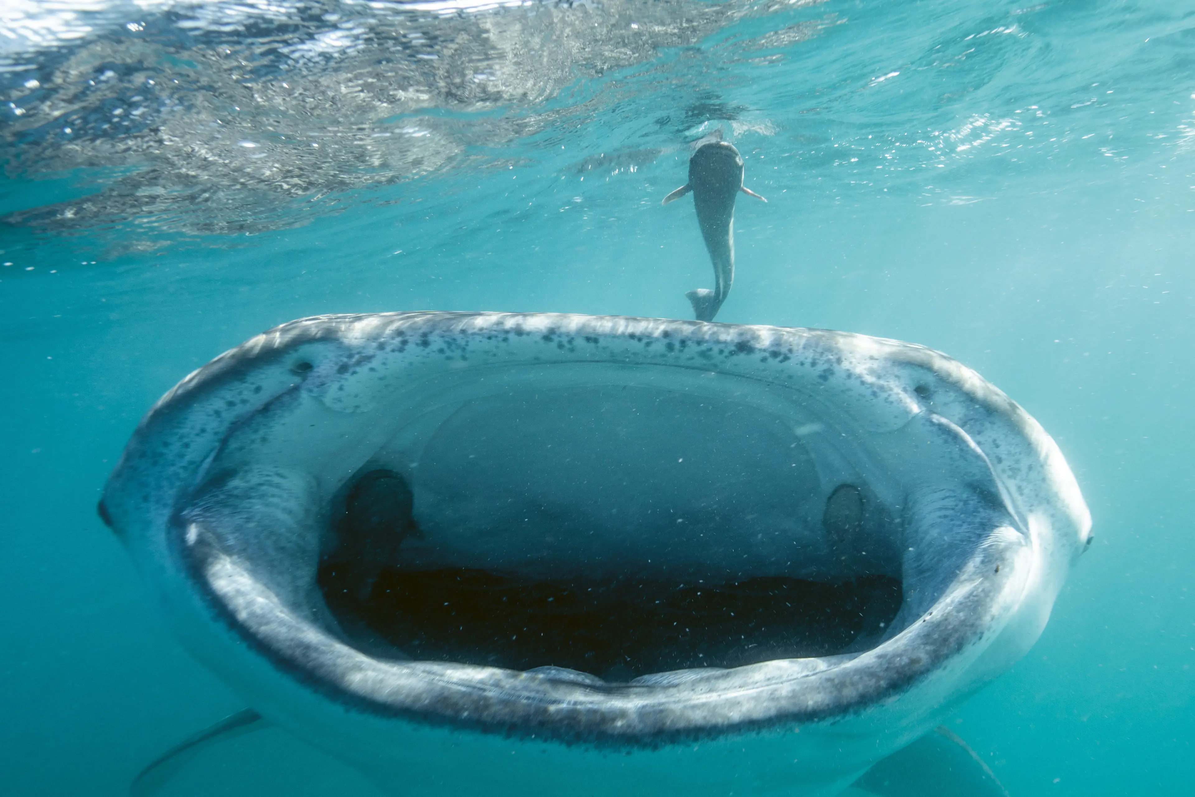 Mexico\\'s coast welcomes migrating whales every year between November and March. Photo: Supplied