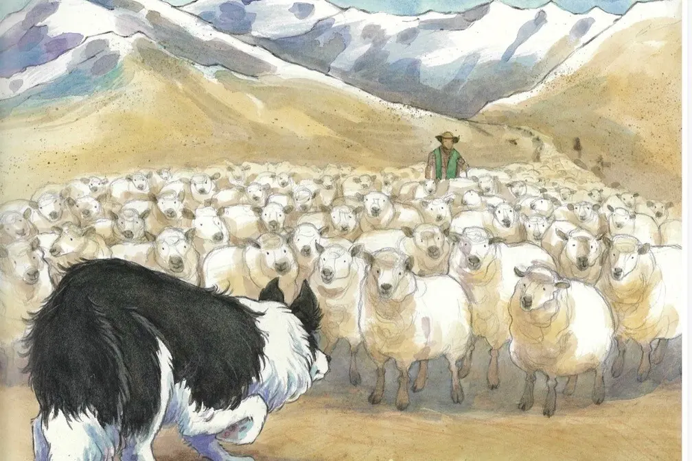 Rosie . . . The subject of a book written about the hard working border collie will be launched at the Hurunui Library on Friday at 5.30pm. Photo: Supplied