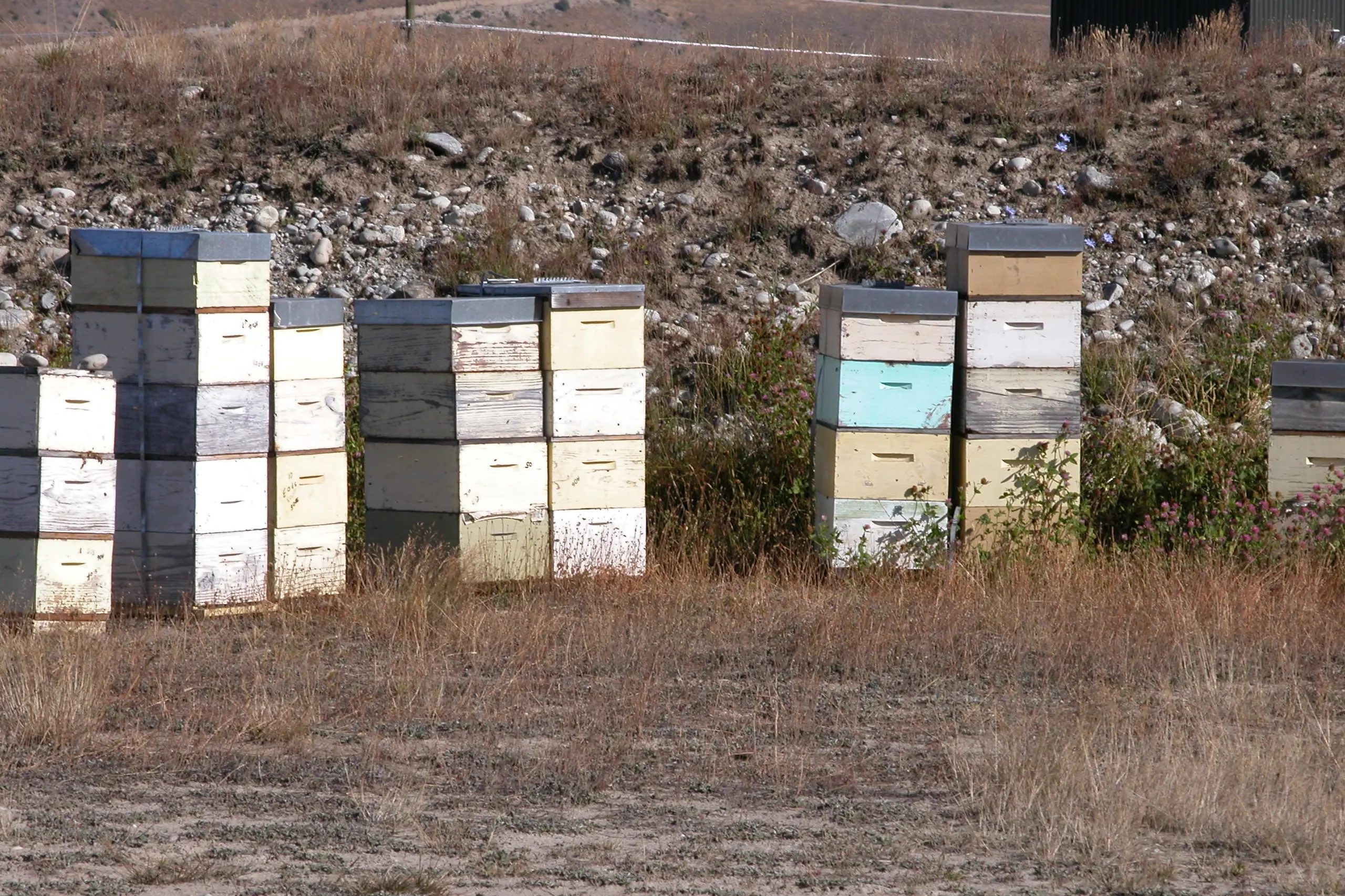 Receivership . . . A Canterbury high-country farm is under a receivership sale after two honey and farming-related businesses folded owing creditors $21.8 million.