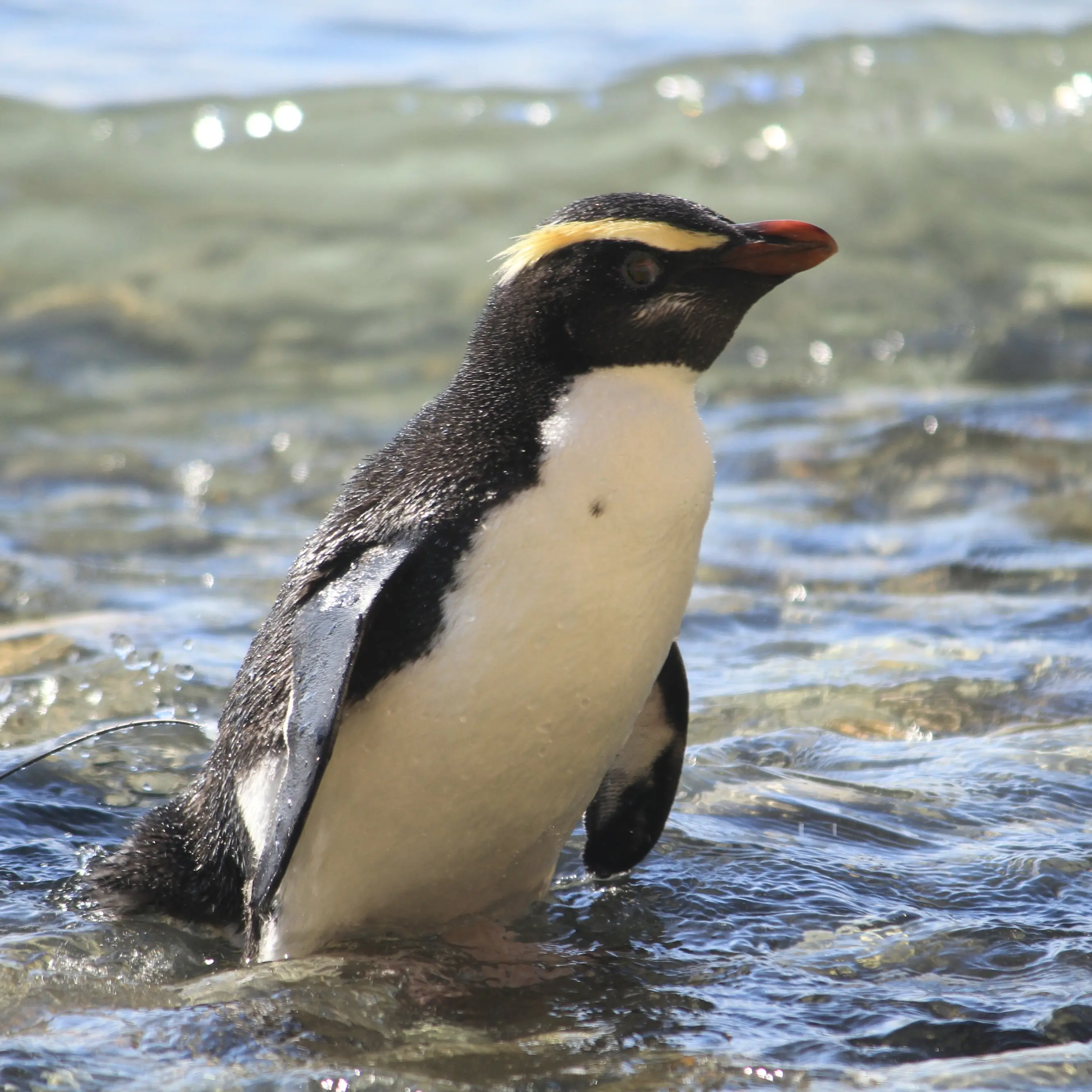 Biosecurity measures for South Westland safe haven