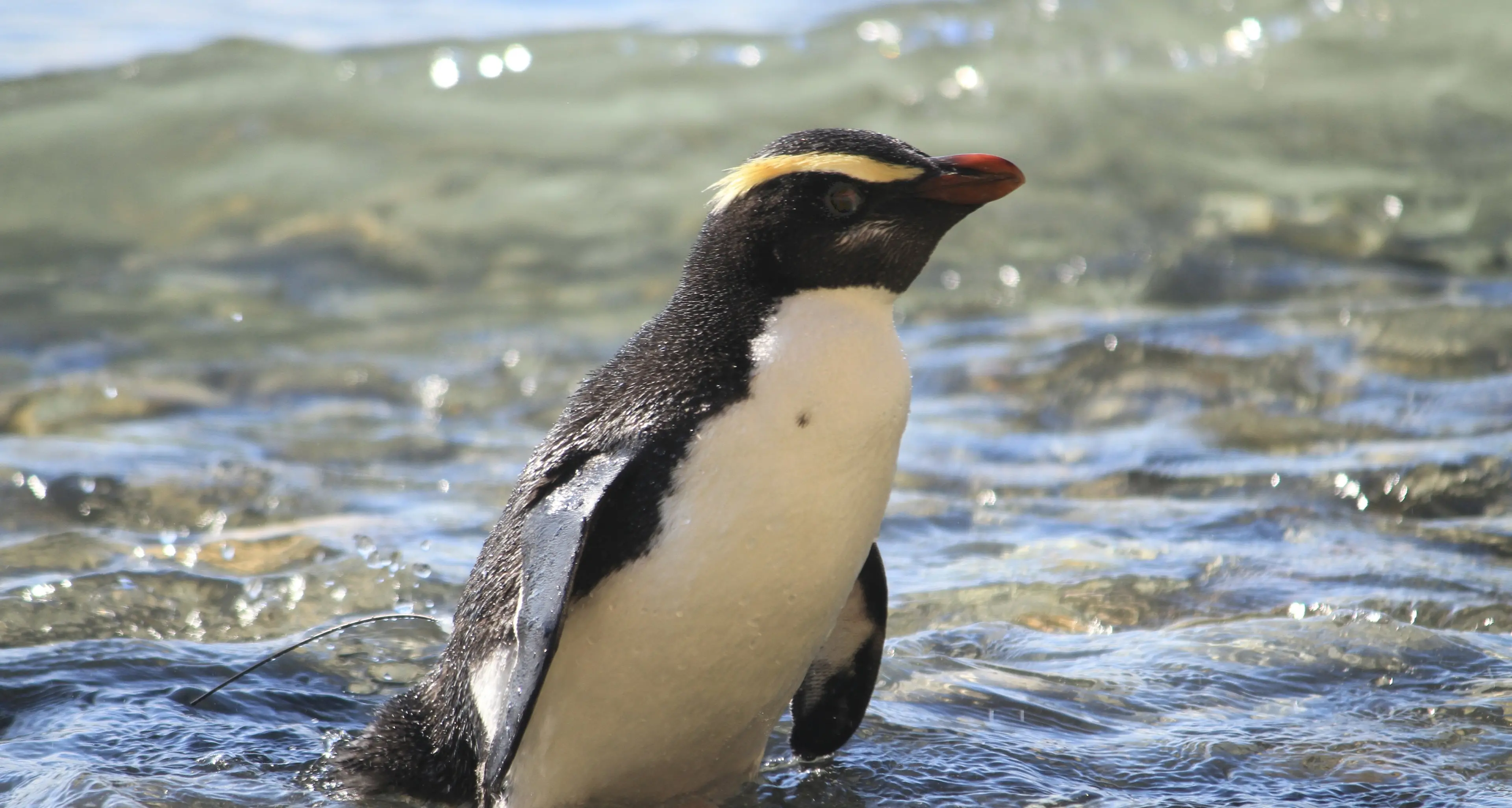 Biosecurity measures for South Westland safe haven