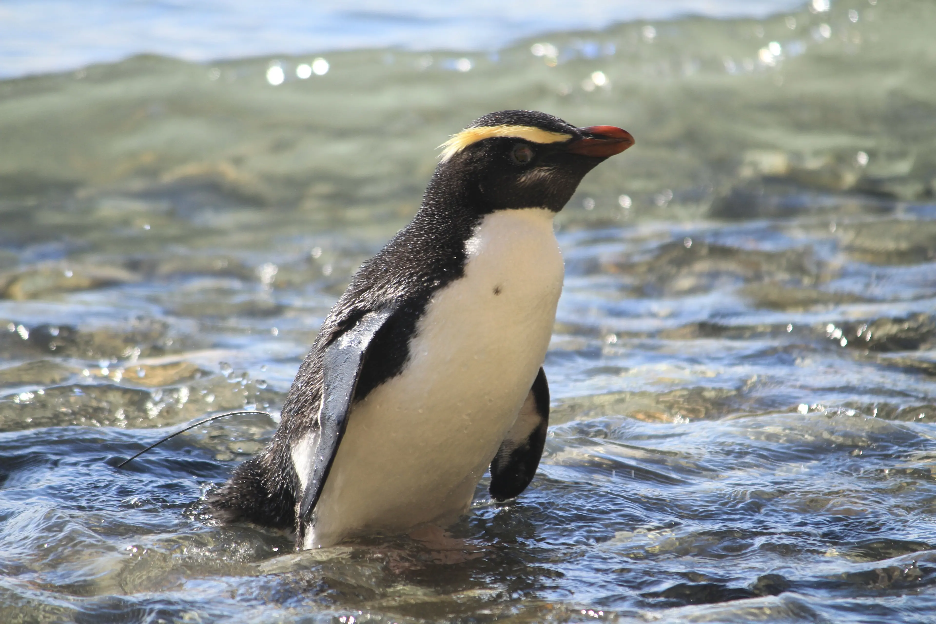 A Fiordland crested penguin, or tawaki. Photo: ODT files