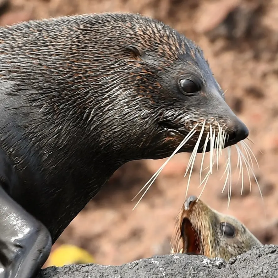 Seals a hot topic for Doc and the public