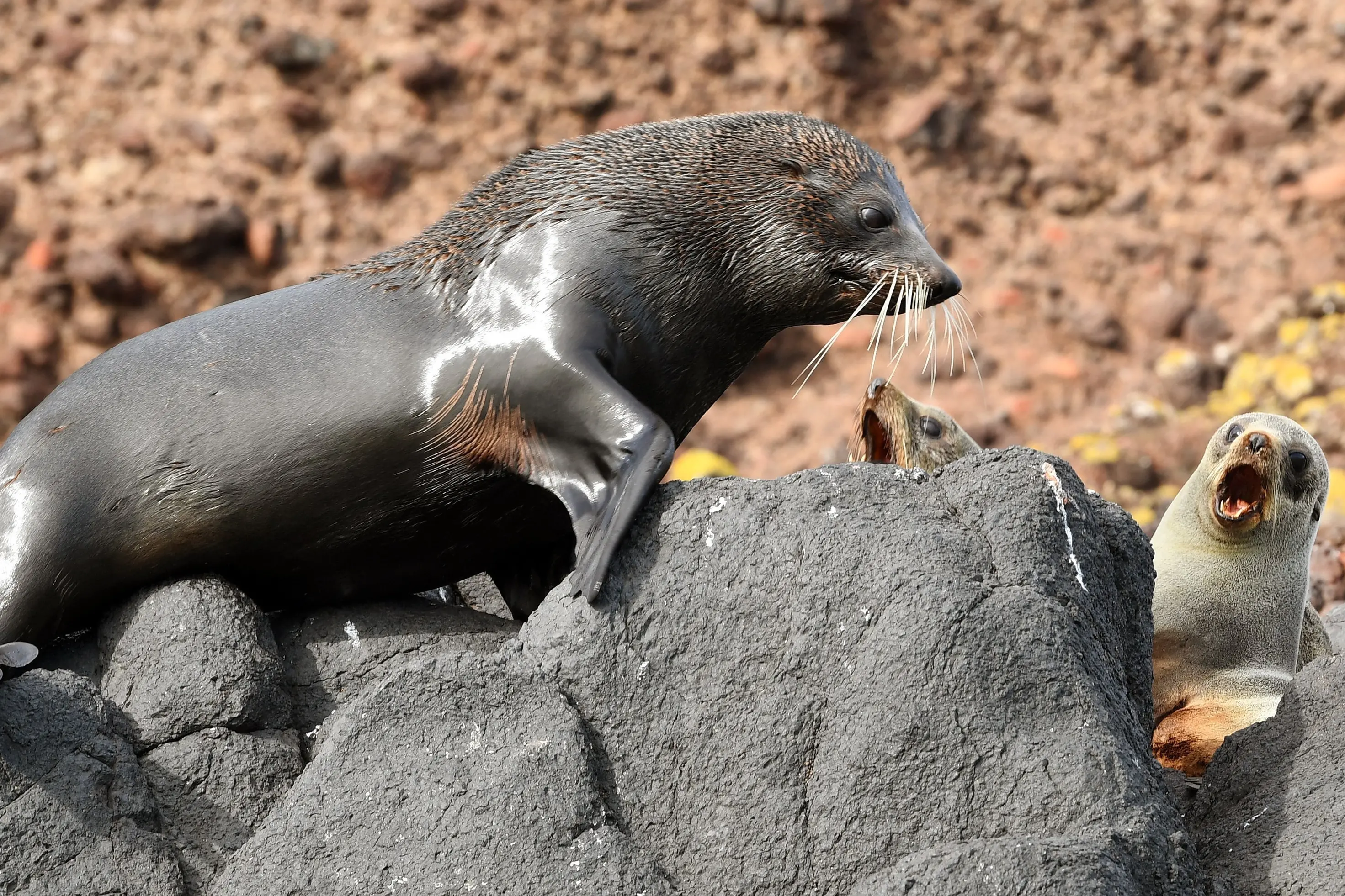 A New Zealand fur seal/kekeno and pups below the Taiaroa Head lighthouse, Otago Peninsula. Photo: Stephen Jaquiery