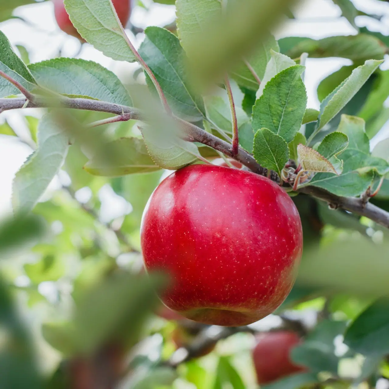 New apple variety grown in Canterbury launched in Vietnam