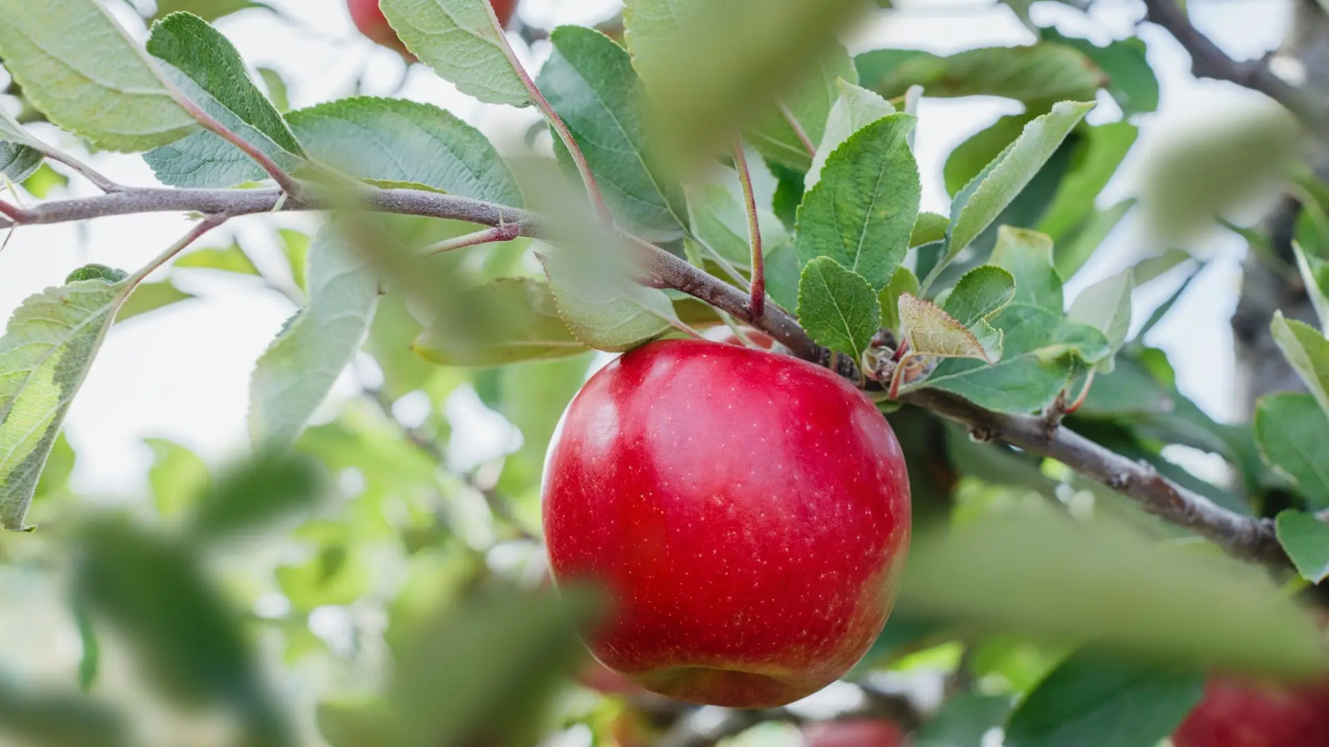 New apple variety grown in Canterbury launched in Vietnam