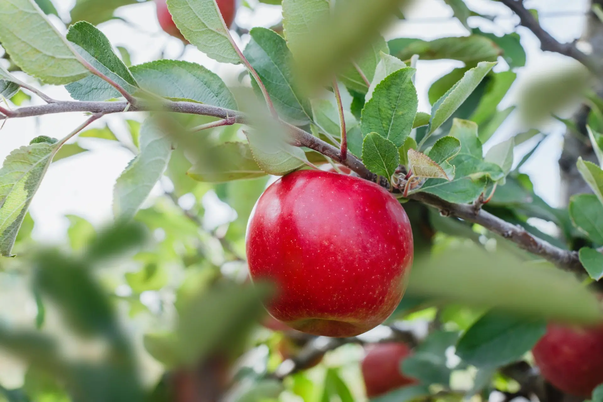 Grower T&G has launched its newest premium apple variety, the Joli, in Vietnam. Photo: T&G