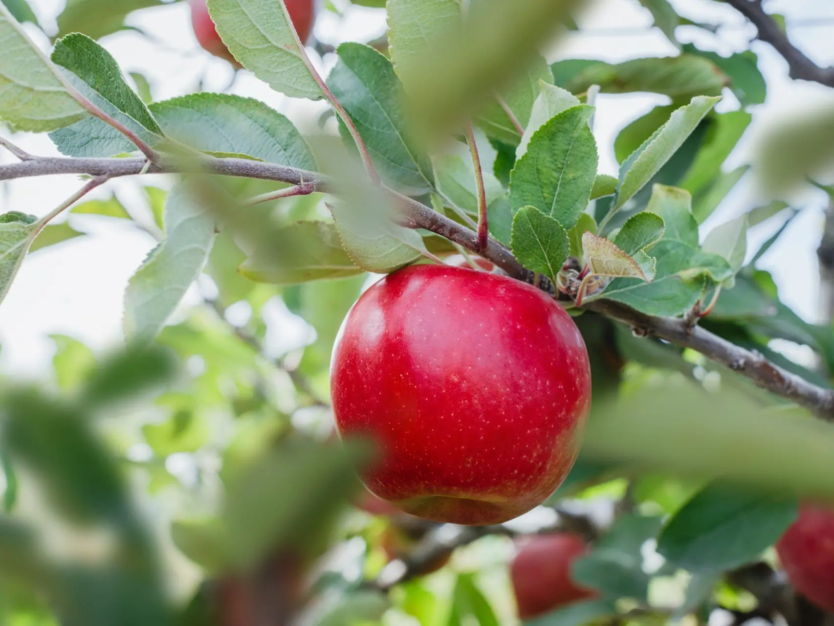 New apple variety grown in Canterbury launched in Vietnam