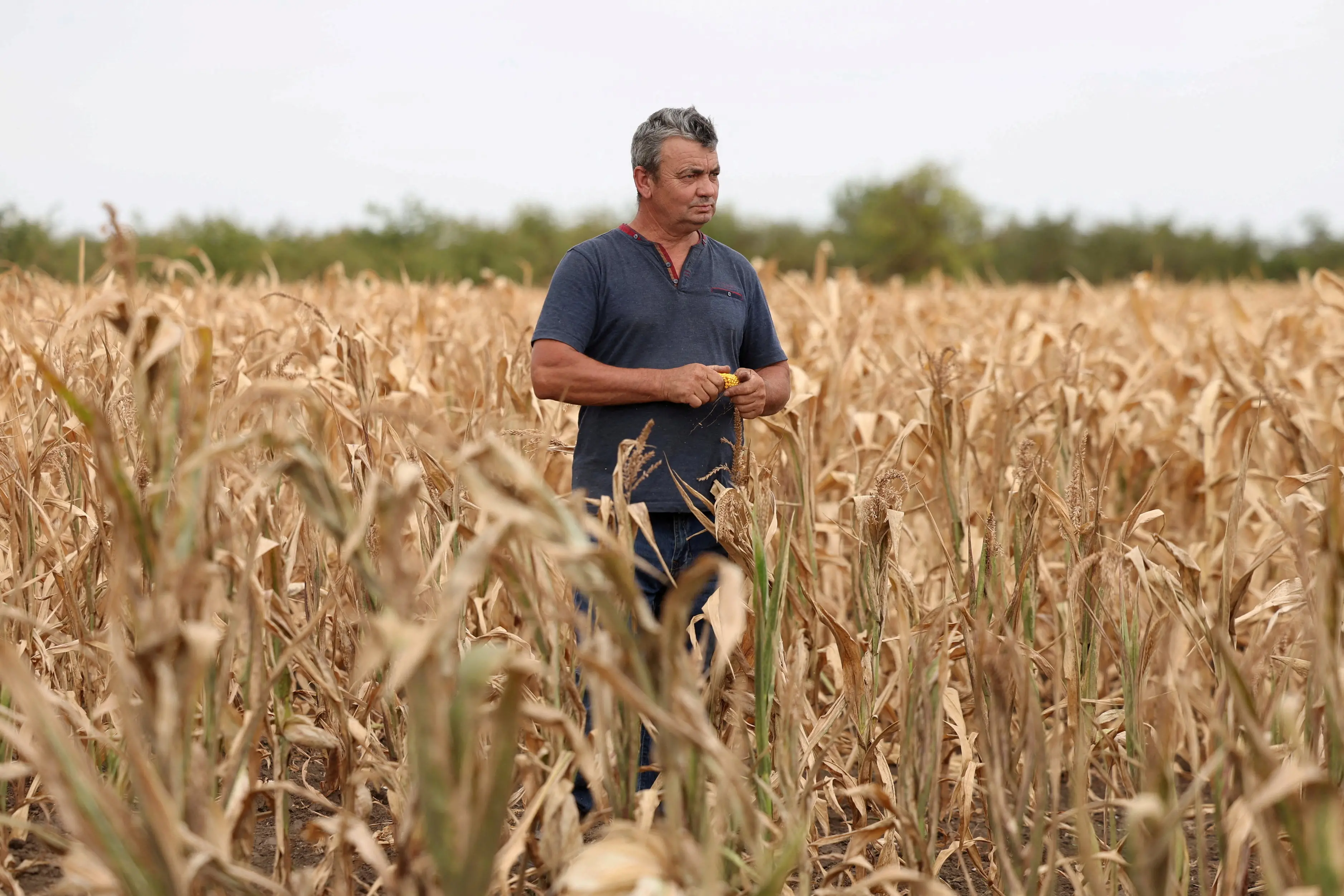 A farmer walks through his drought-stricken corn field during record heatwaves and drought in Hungary. Photo: Reuters