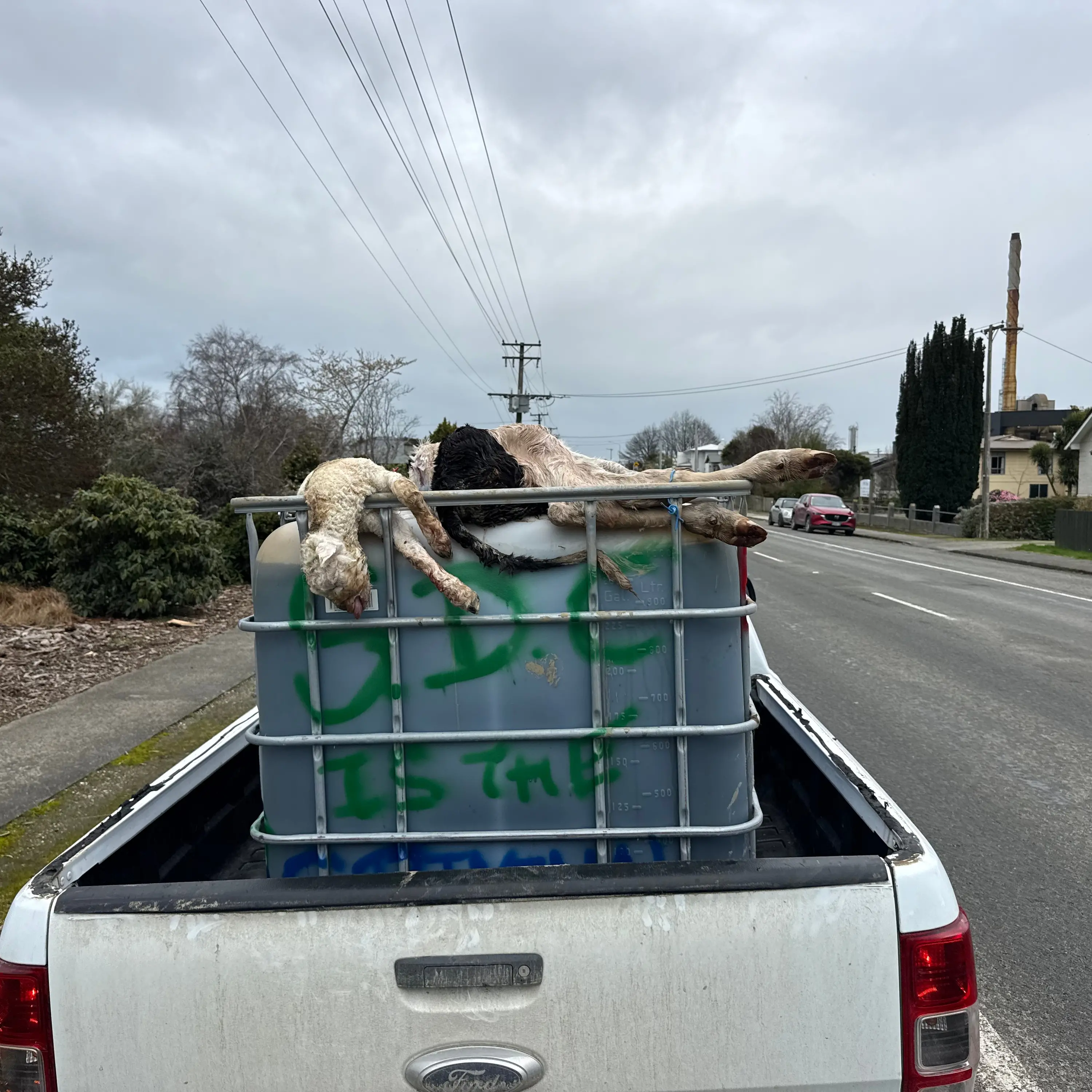Southland slink skin operator protests at council with animal carcasses