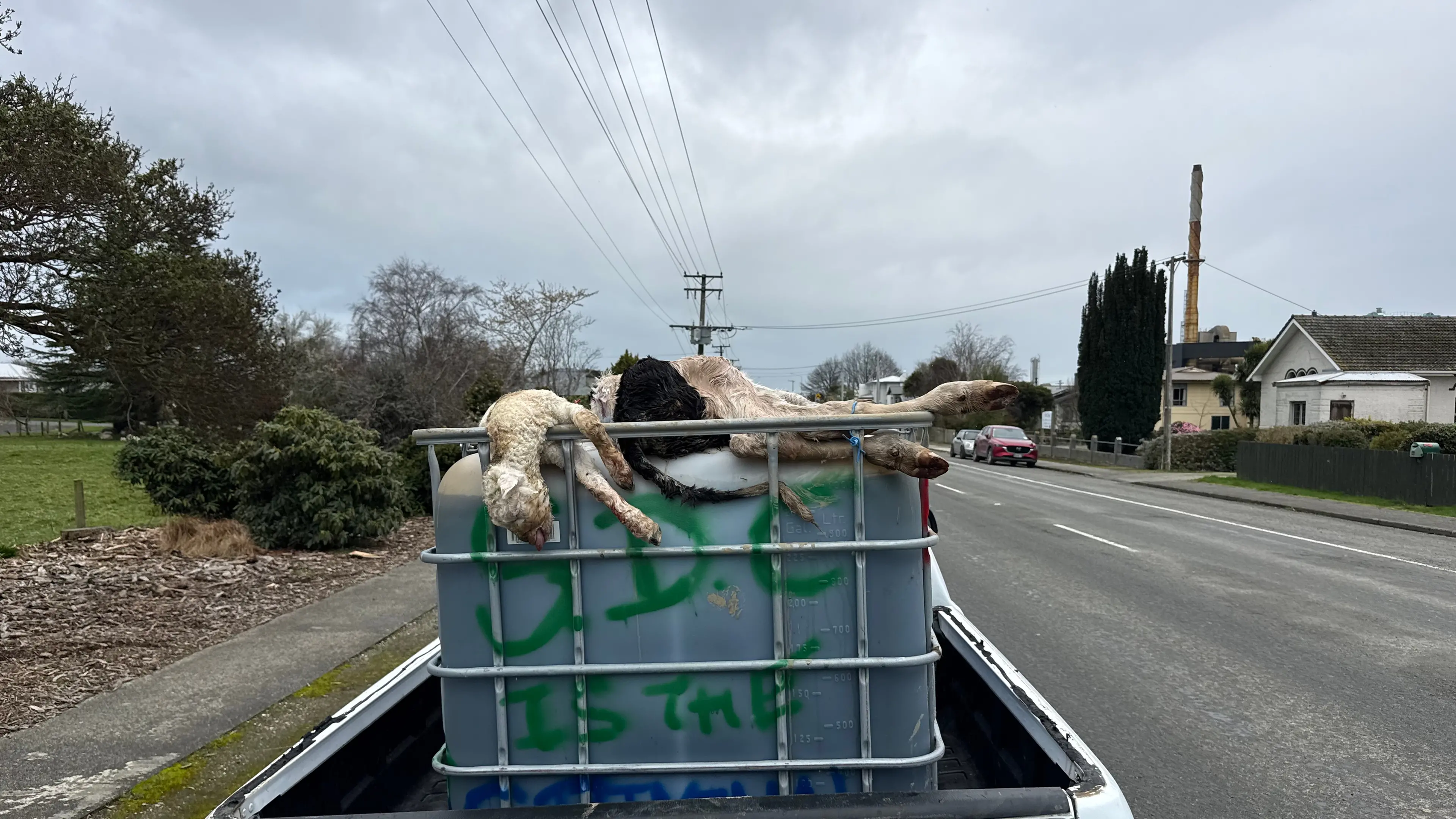 Southland slink skin operator protests at council with animal carcasses