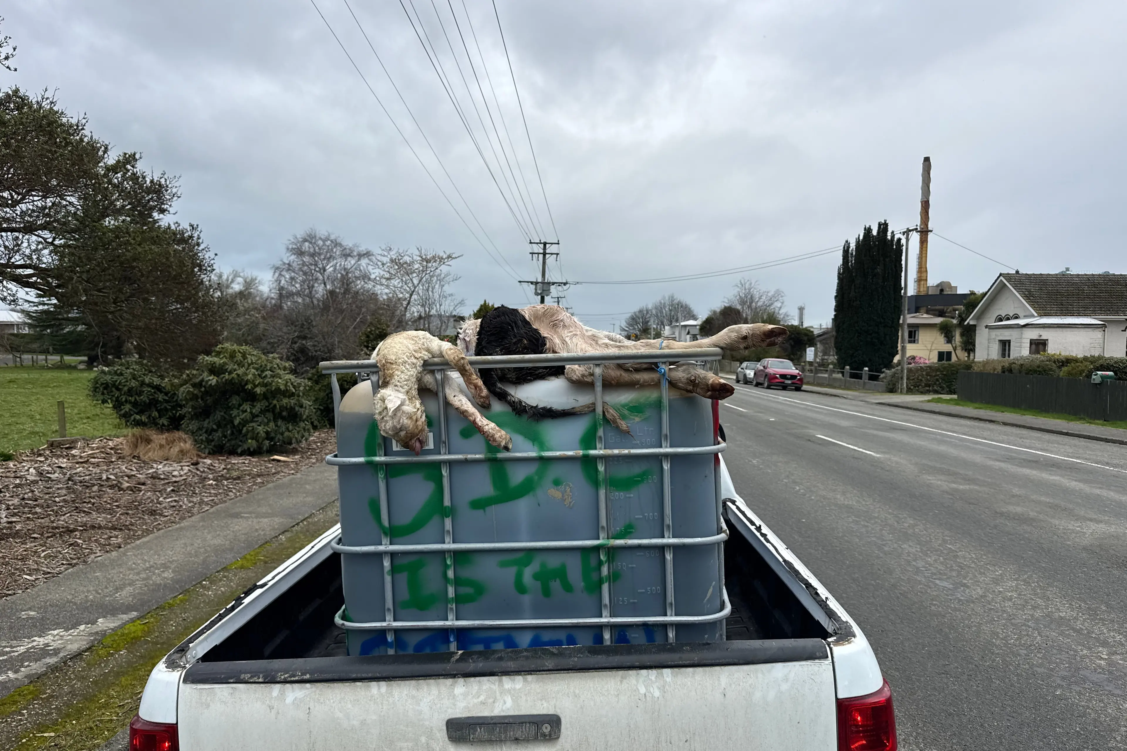 Southland slink skin operator protests at council with animal carcasses