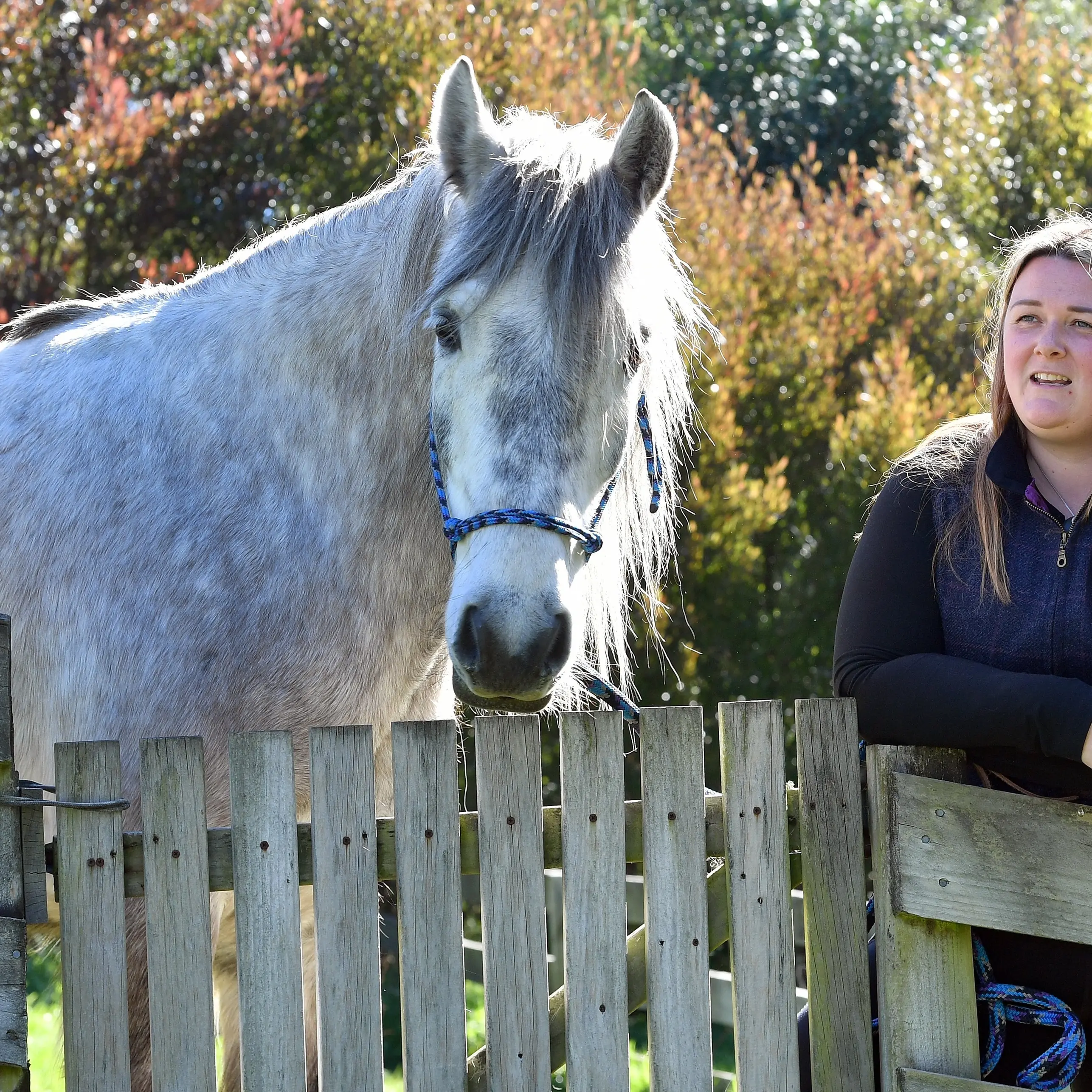 A wee piece of Scotland: purebred Highland pony perhaps a first for Dunedin