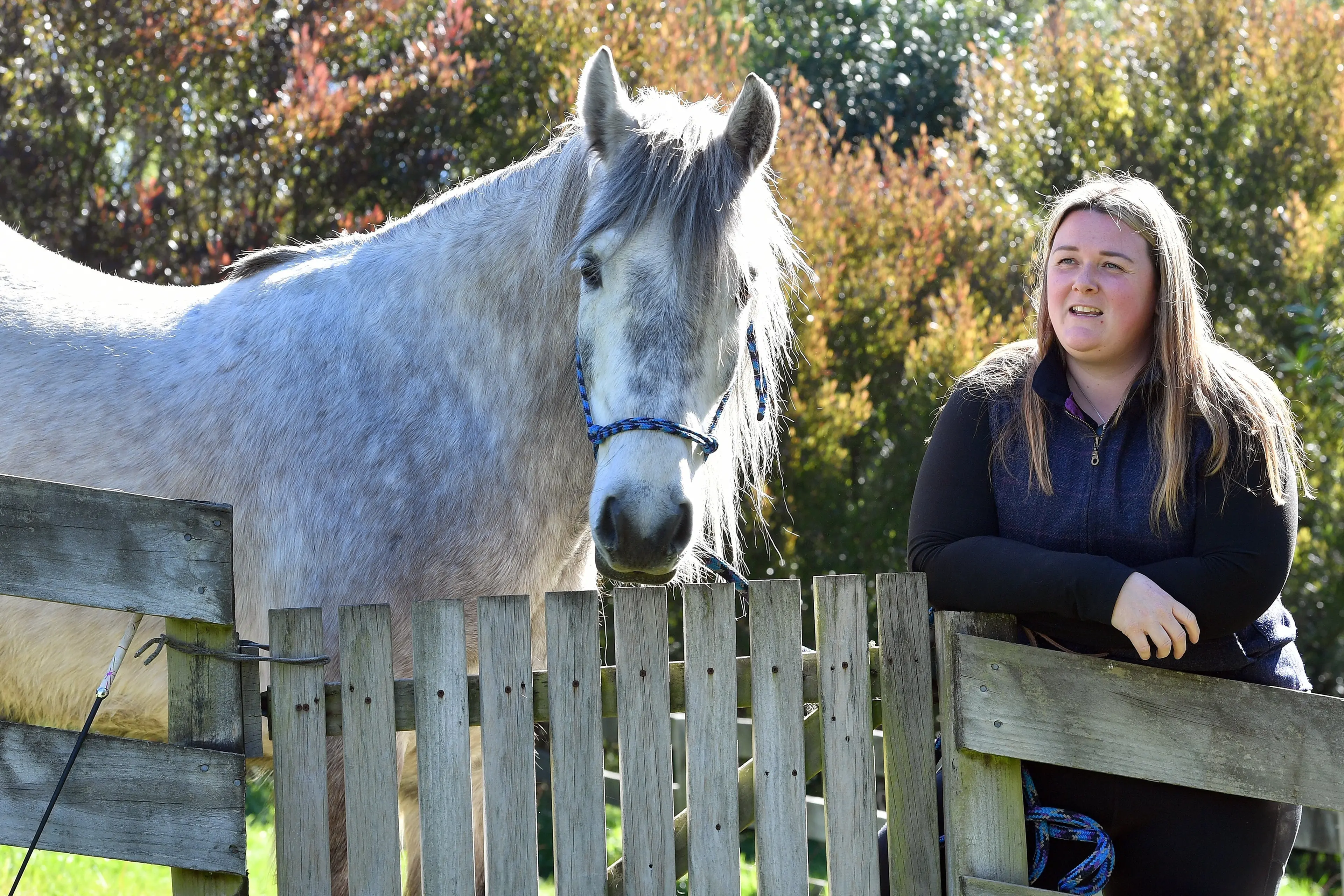 A wee piece of Scotland: purebred Highland pony perhaps a first for Dunedin