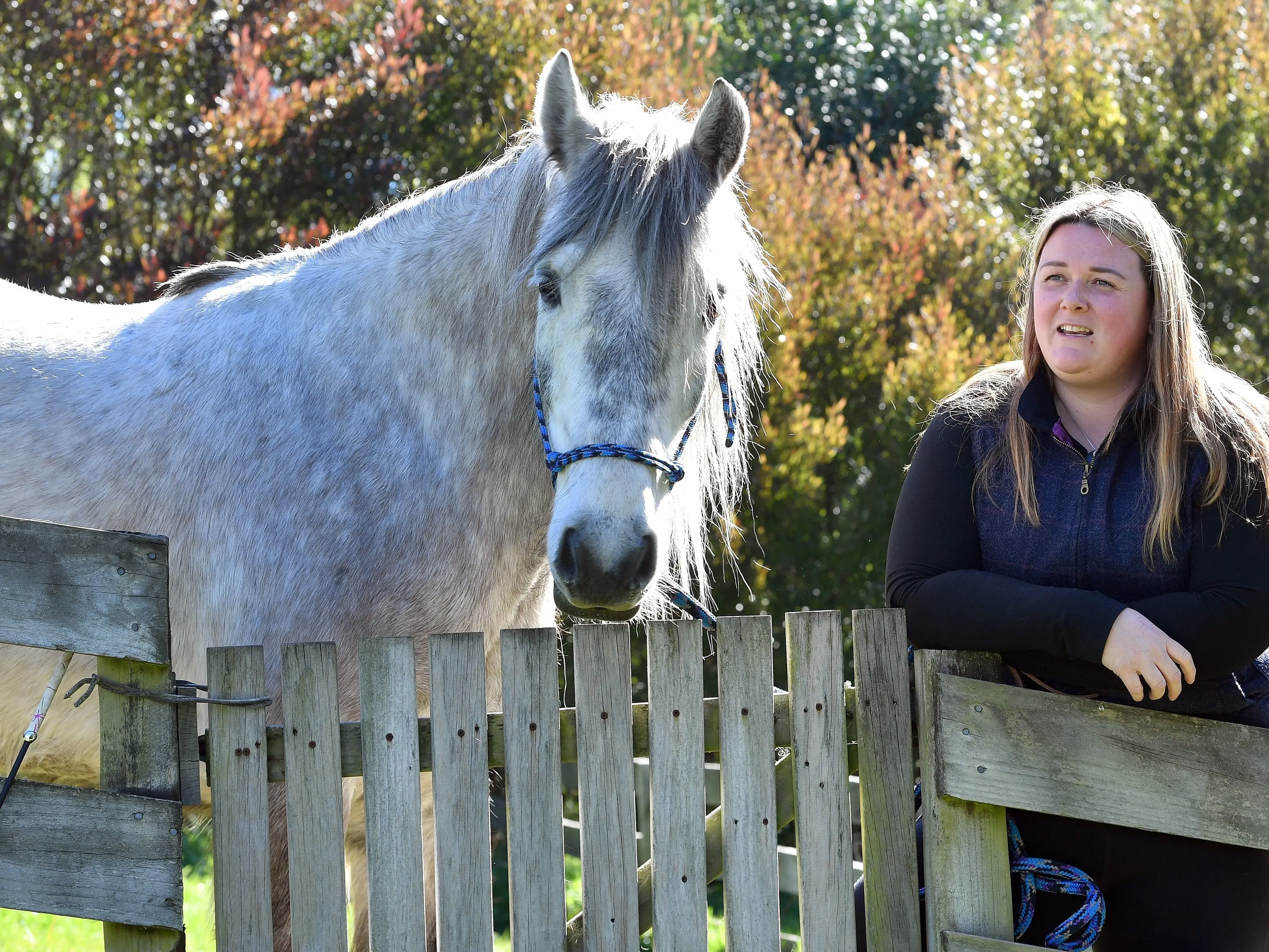 A wee piece of Scotland: purebred Highland pony perhaps a first for Dunedin