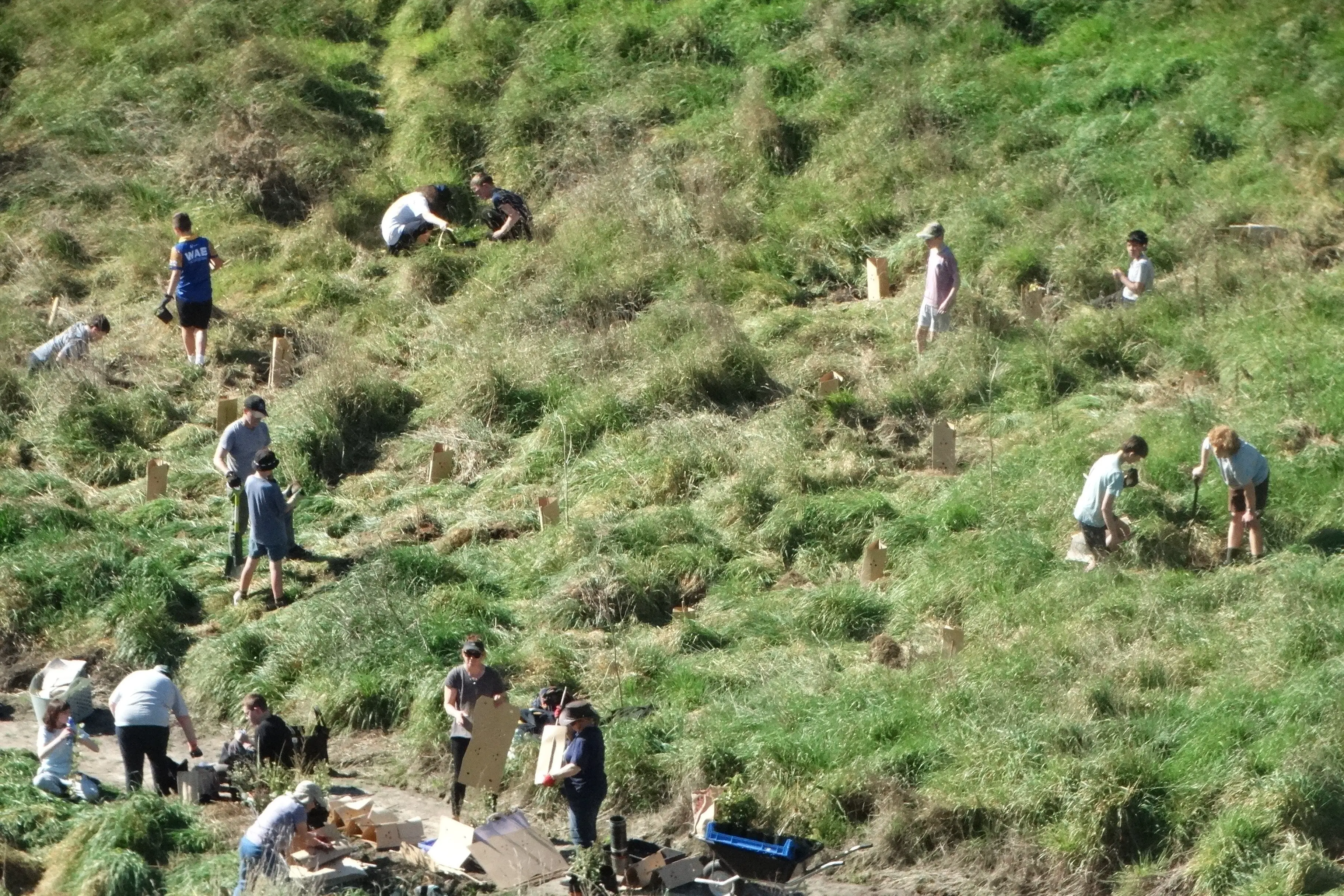 Oamaru Intermediate School students planted more than 80 native plants at Cape Wanbrow this week. Photo: Nic Duff