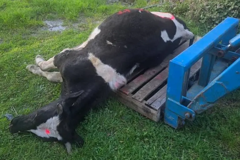 Animal welfare group HUHA said the bull was dead and spraypainted with an obscene word when dumped at the owner\\'s gate. Photo: Supplied