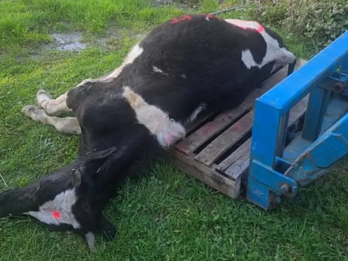Probe into death of young bull spraypainted and dumped by owner's gate