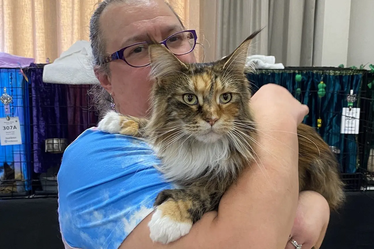 Invercargill woman Paula Simpson holds her 23-month-old female Maine Coon \\u201CTabitha Highglow I Put a Spell on You\\'\\' during Sunday\\'s cat show. Ms Simpson enjoyed the experience of bringing Tabitha and her brother \\u201CMerlin the Magnificent\\u201D to the show. Photo: Brenda Harwood