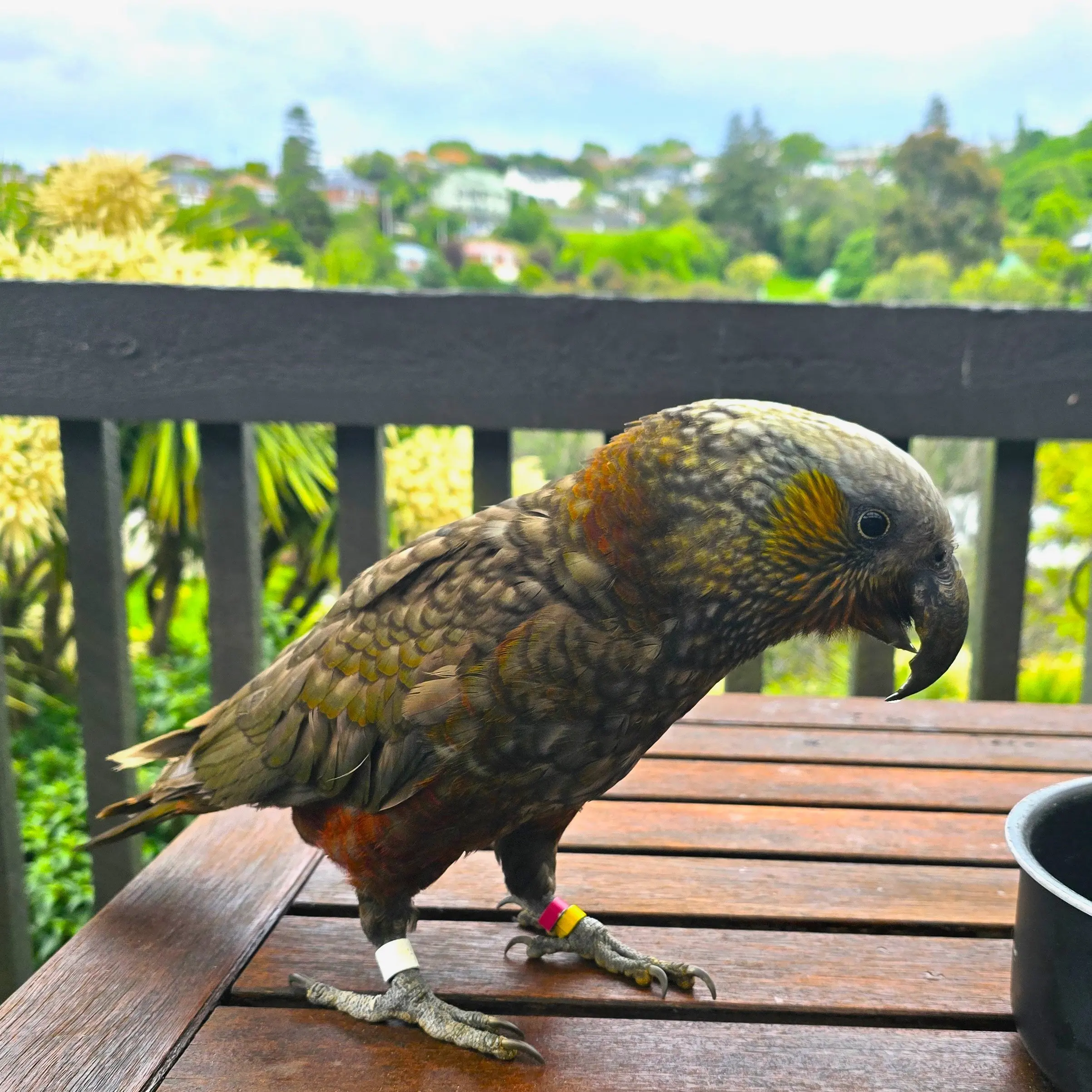 A wild surprise: kākā come back to the city