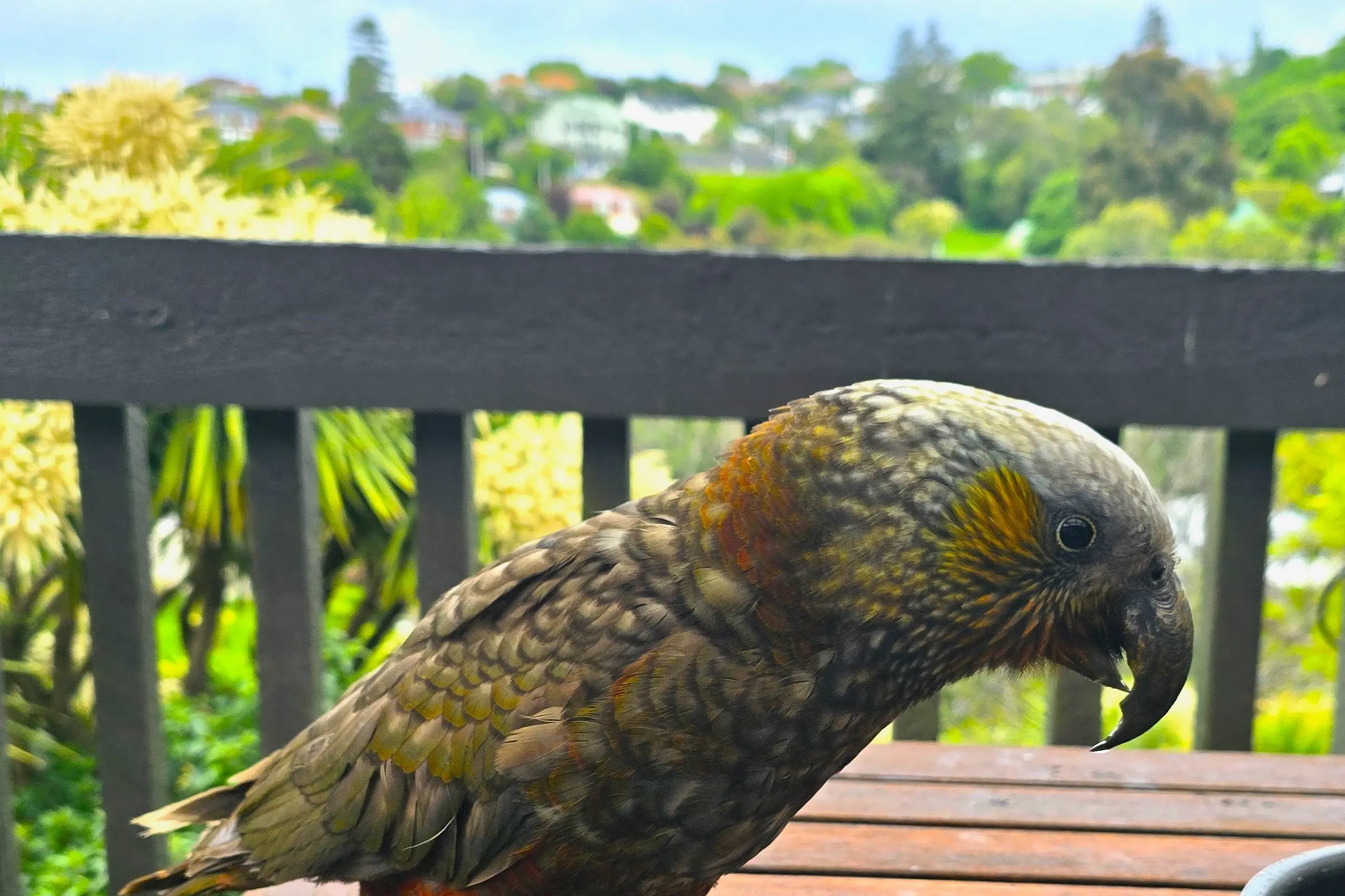 A wild surprise: kākā come back to the city